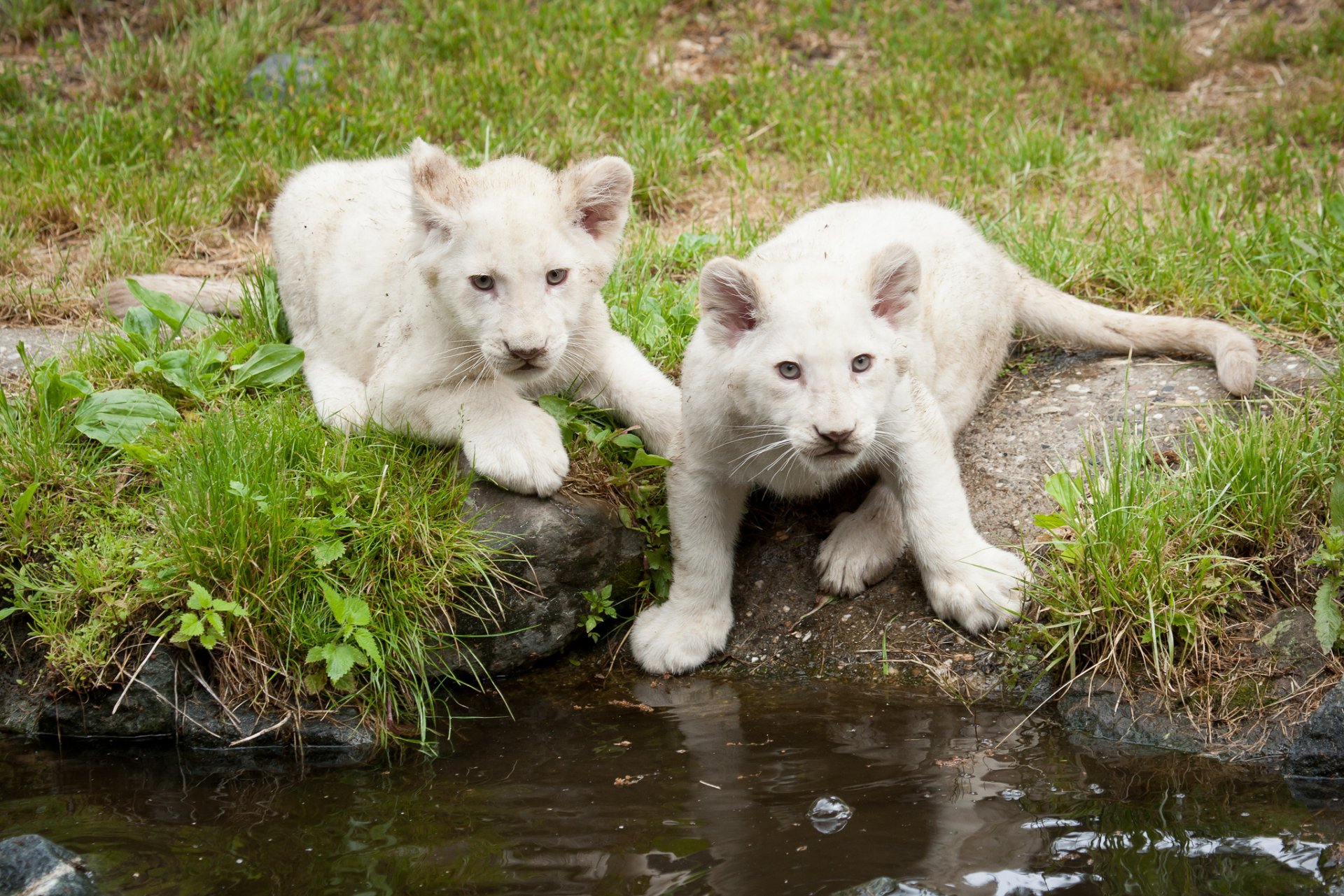 lions blancs lionceaux chatons herbe chat