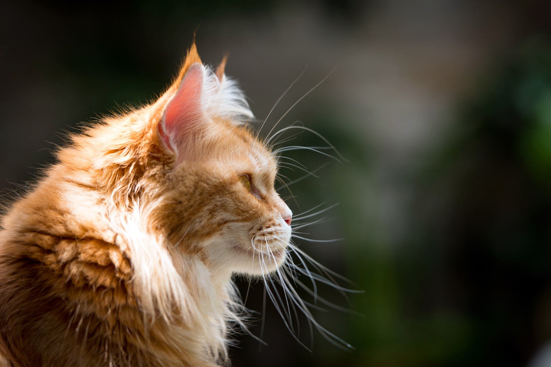 maine coon gatto rosso muso baffi profilo