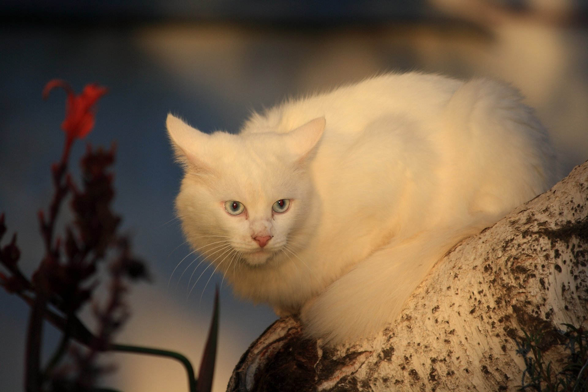 gatto bianco gatto cagna