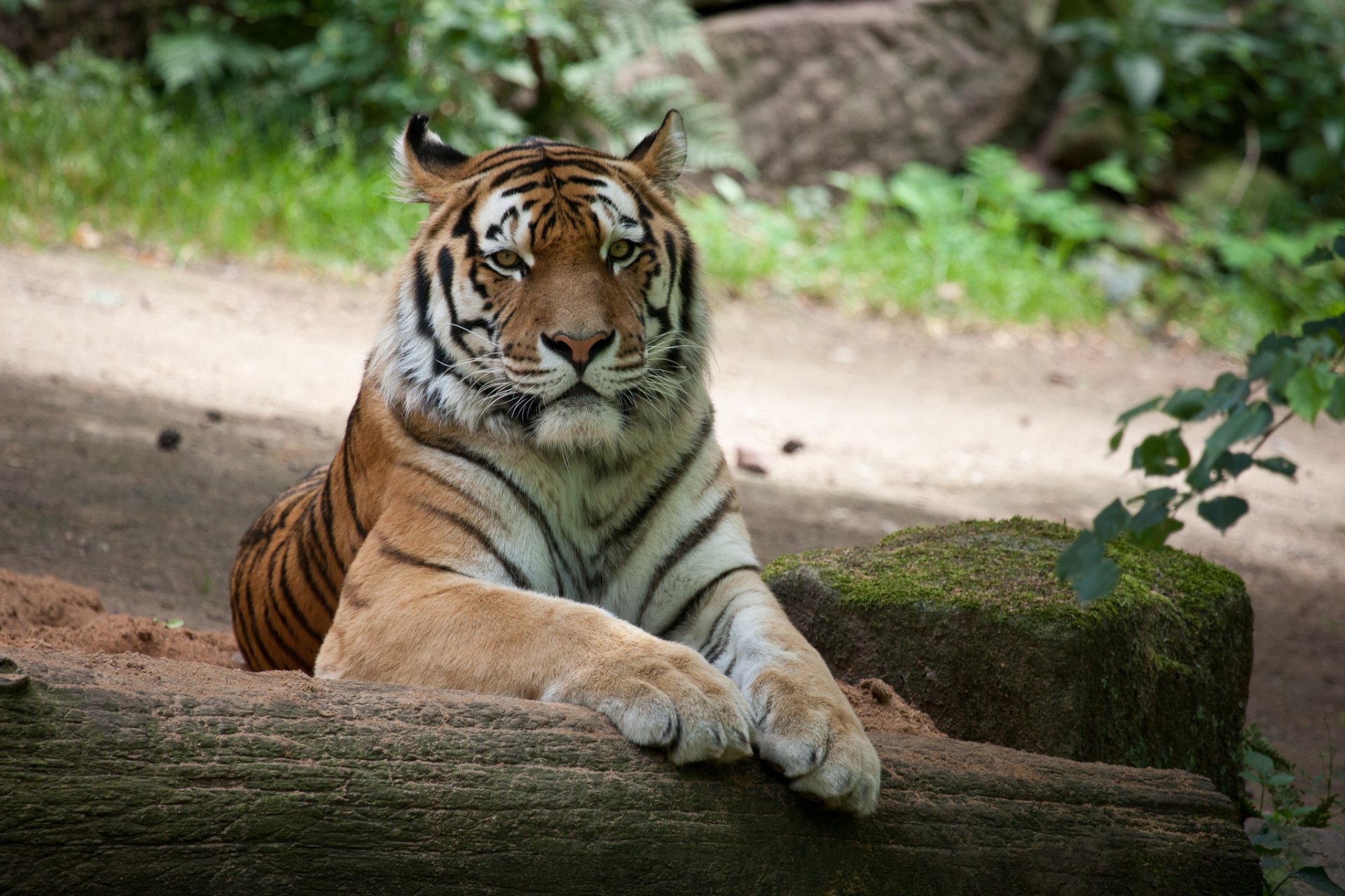 tiger amur cat log stone mo