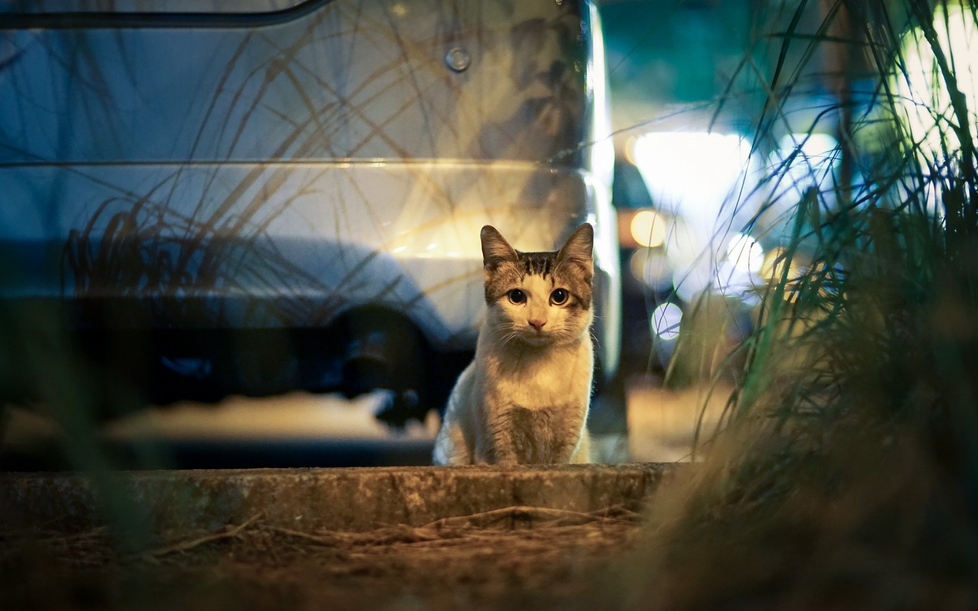 stadt auto abend lichter blendung katze