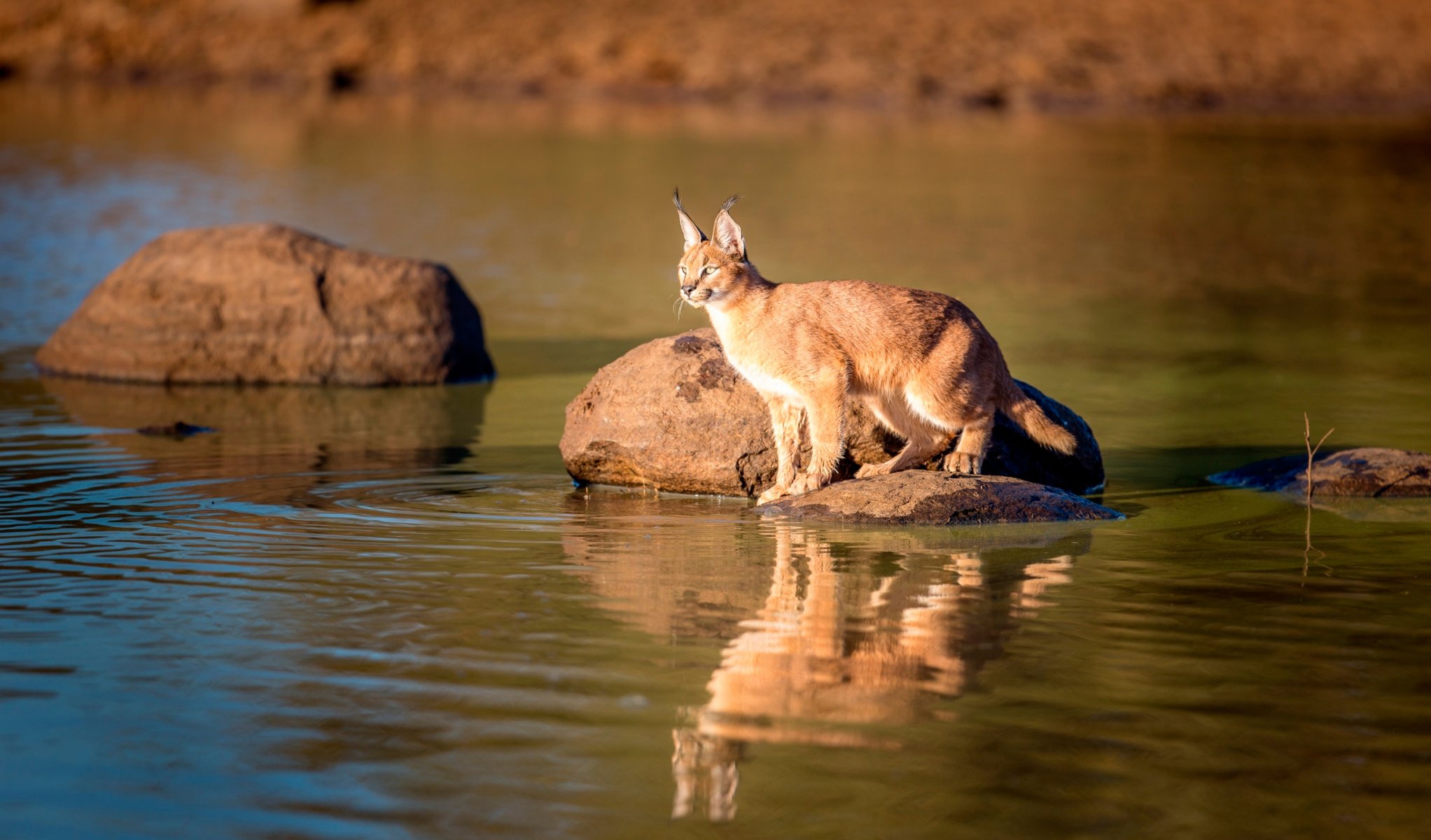 caracal vida silvestre reflexión