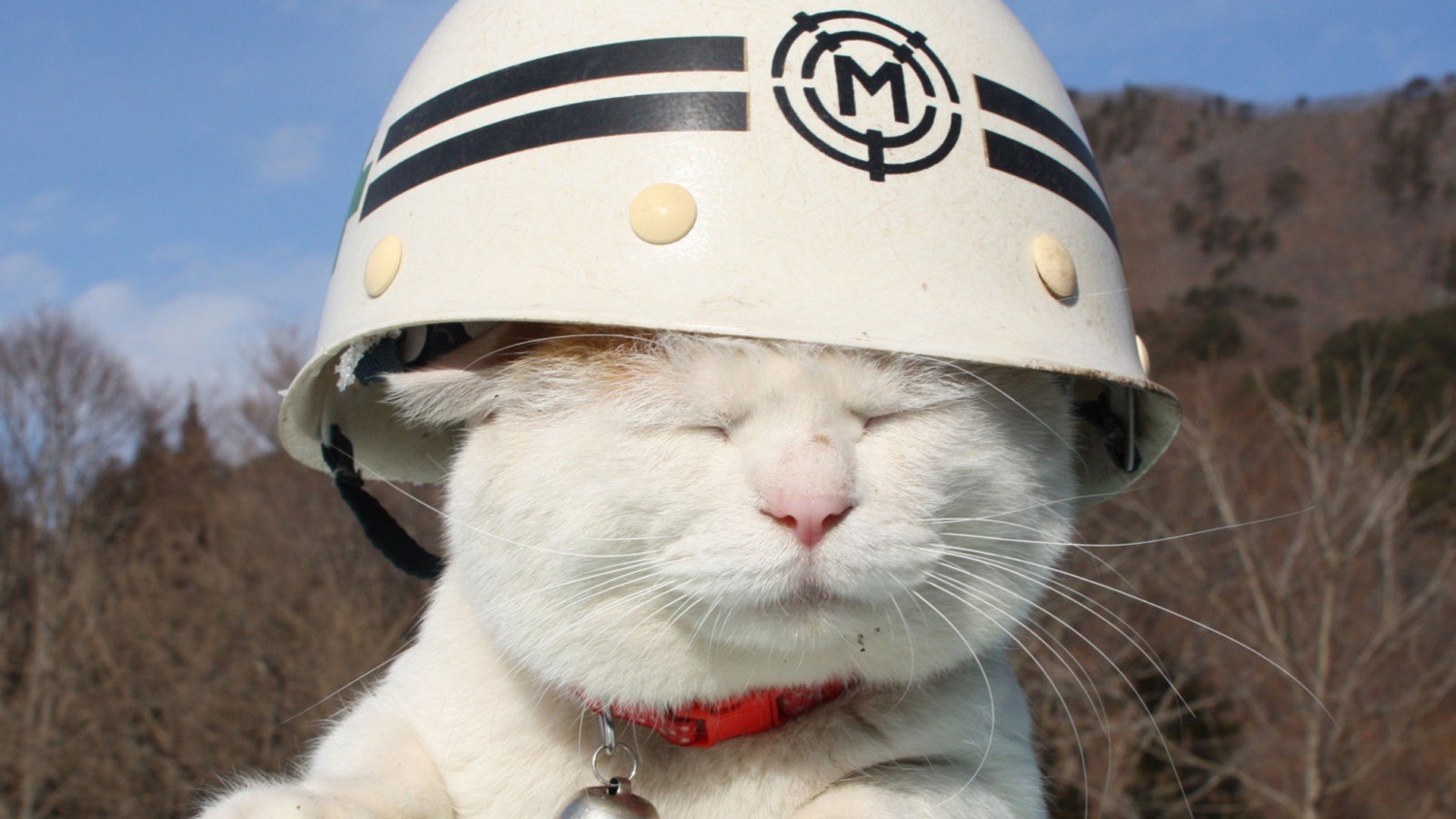 gatto bianco casco umore