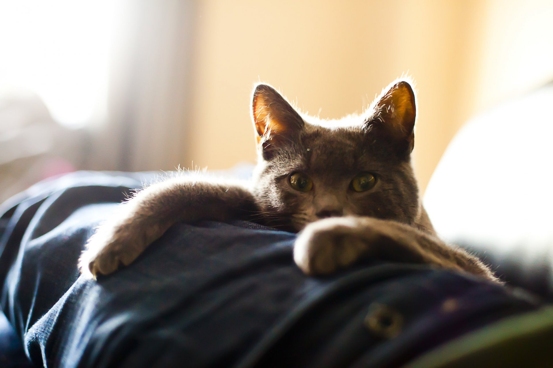 foto di bartolomeo gatto si trova sguardo zampe