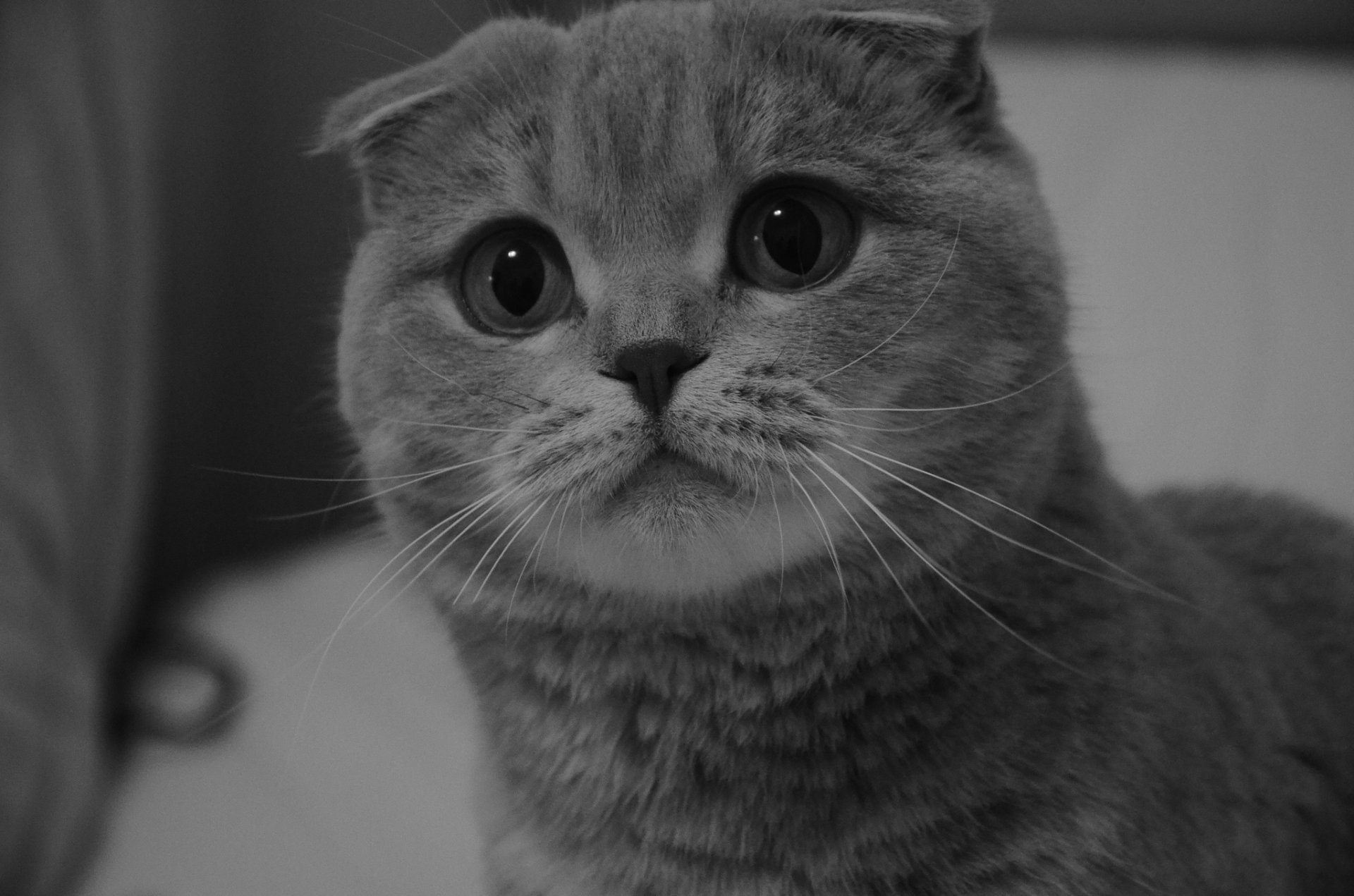 scottish fold scottish fold yeux regard