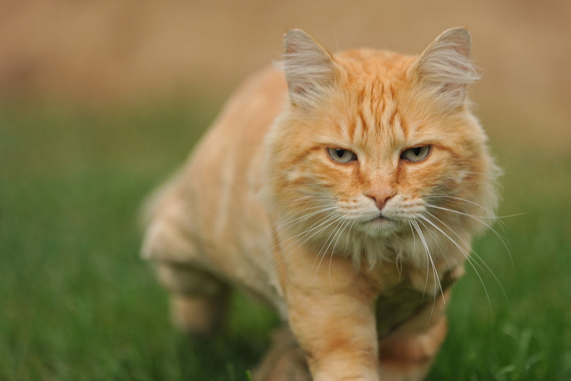 gato pelirrojo se escabulle bokeh