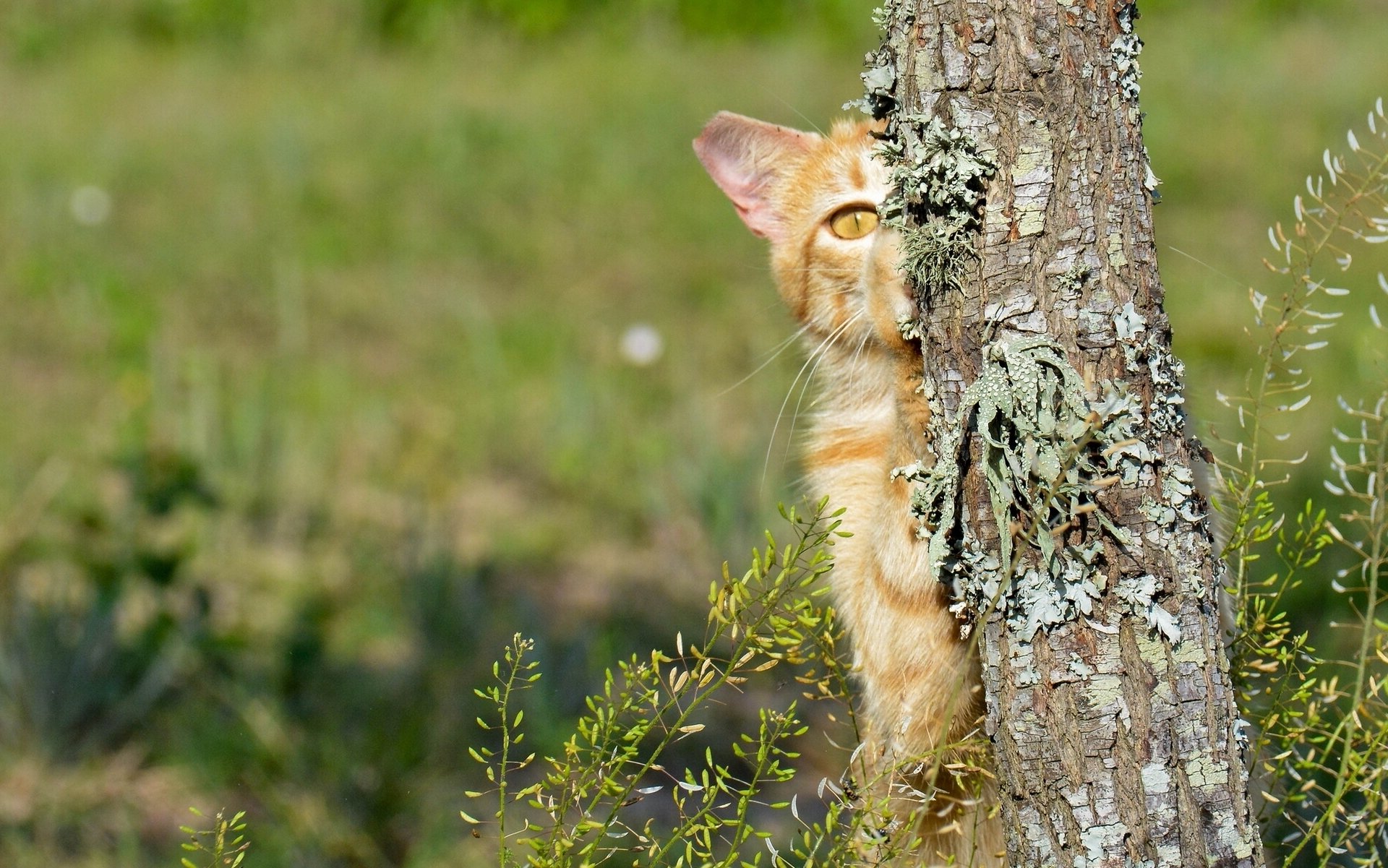 gatto gatto albero