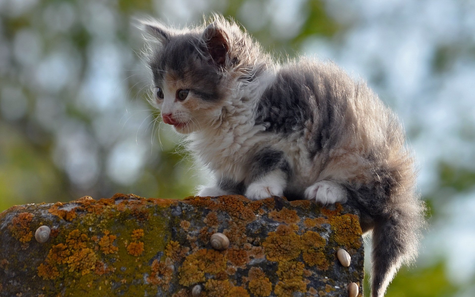 katze natur hintergrund