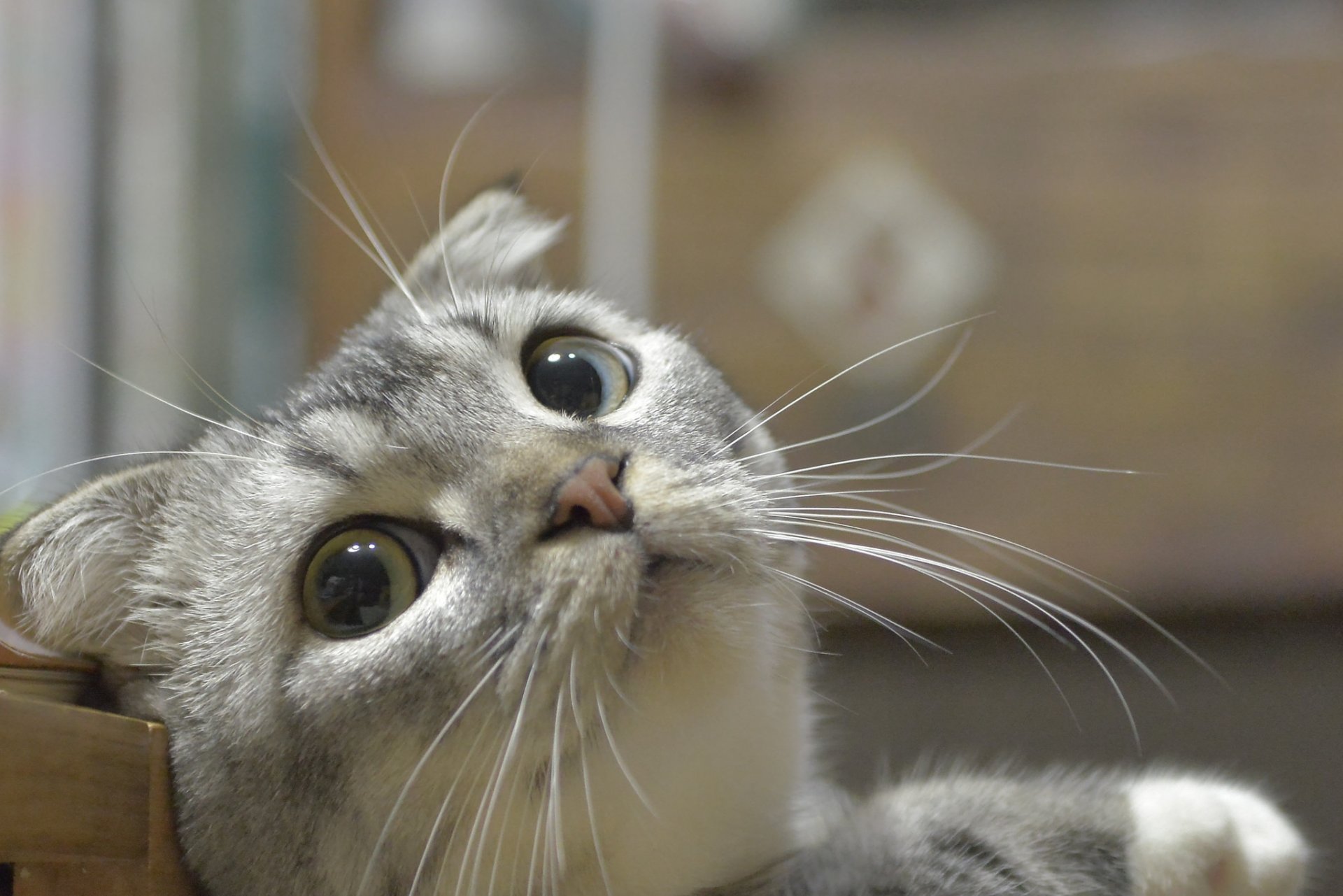 chat yeux museau regard