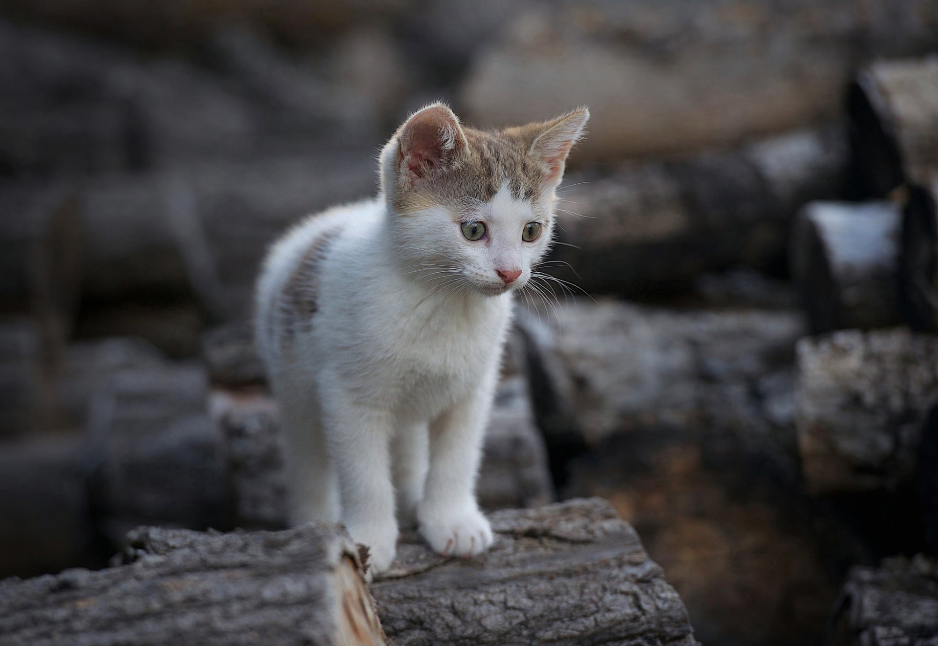 troncos leña gatito