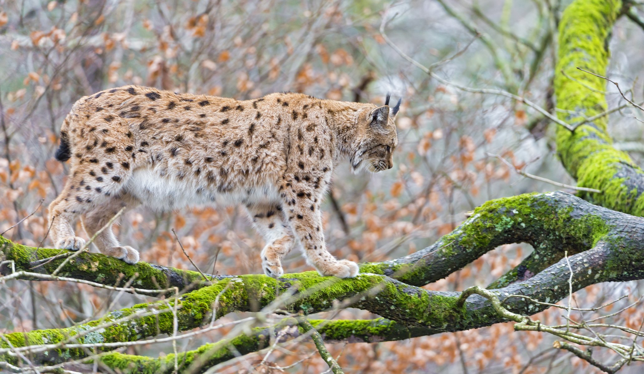 рысь кошка дерево ветка мох ©tambako the jaguar