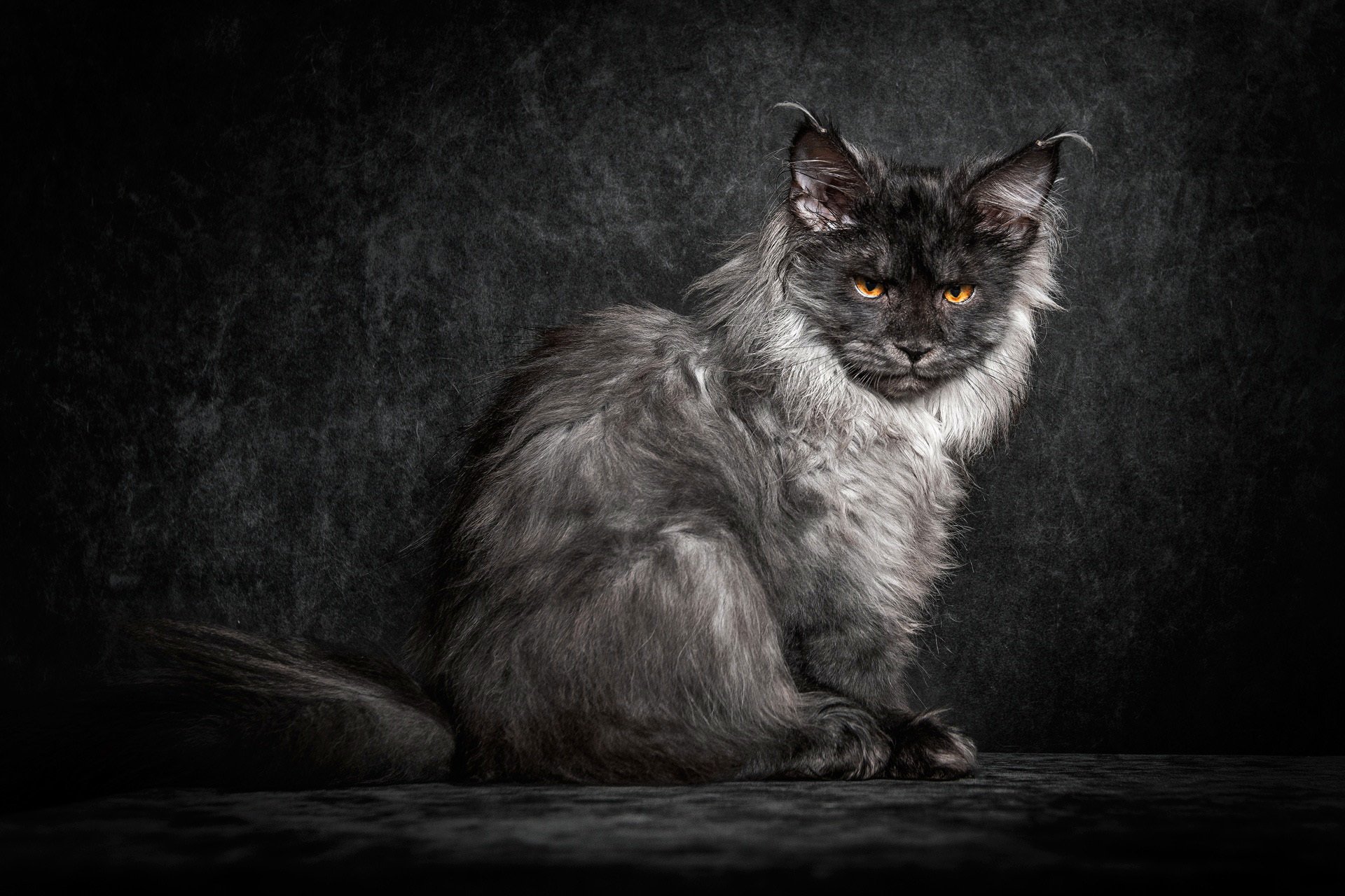 maine coon cat cat black fluffy look background