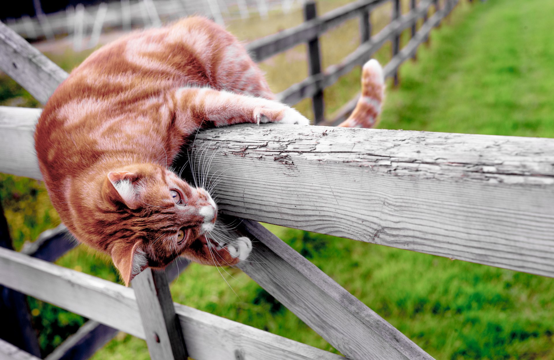 katze katze stimmung zaun