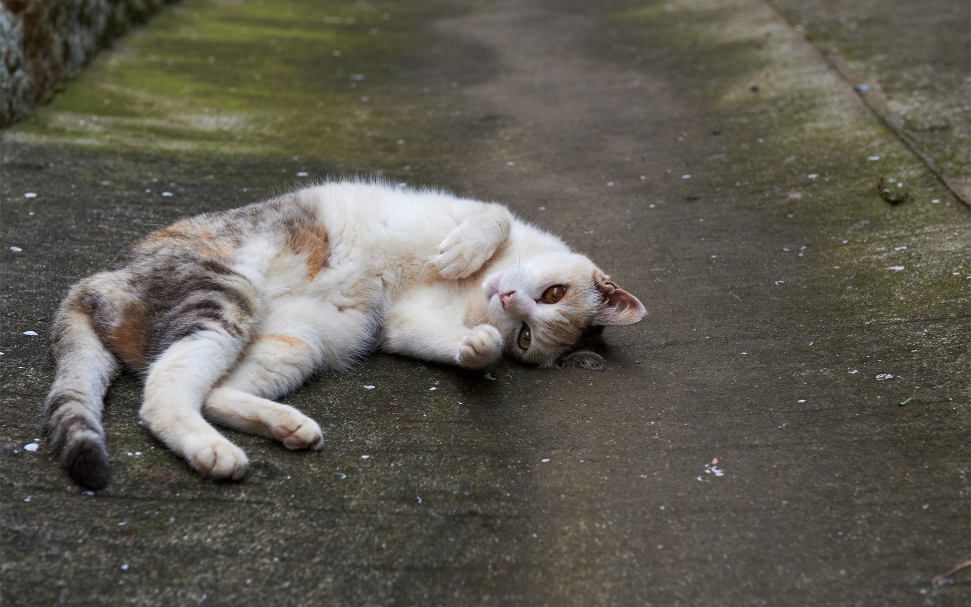 katze asphalt straße erholung