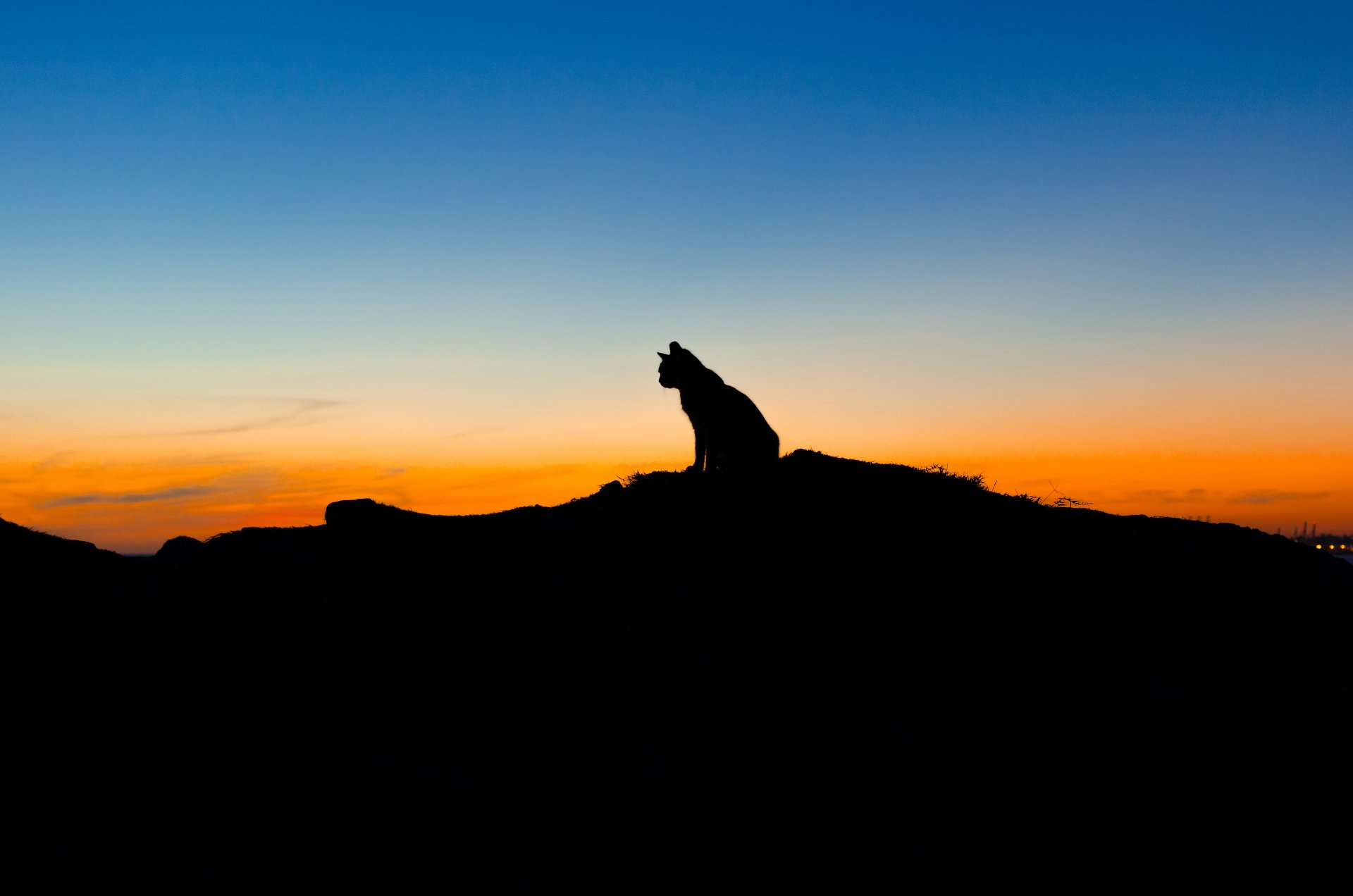 chat animal assis ciel coucher de soleil silhouette