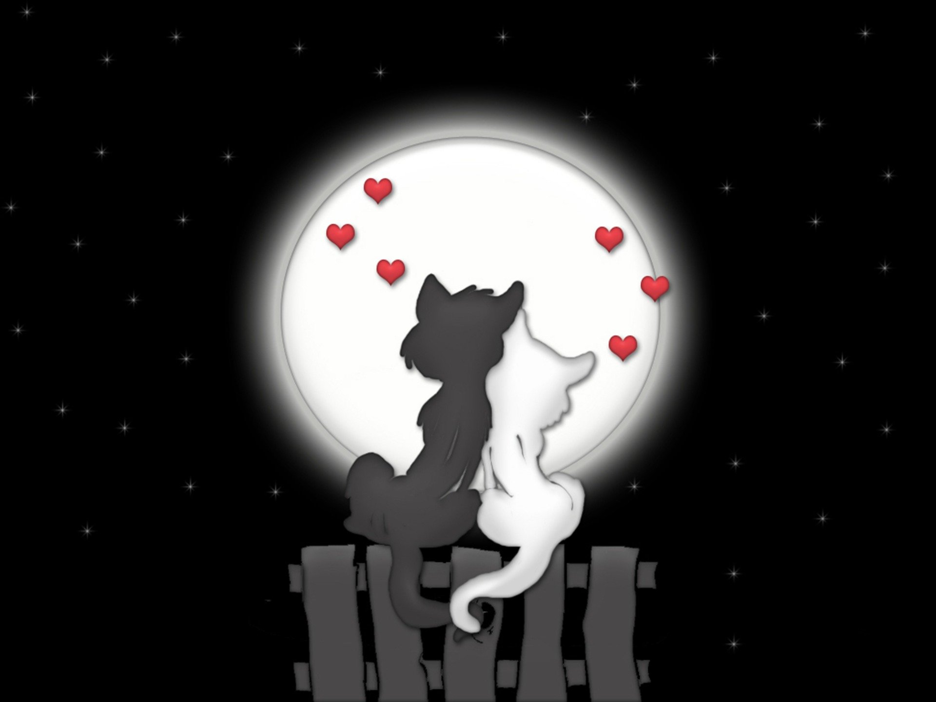 chats amour lune nuit