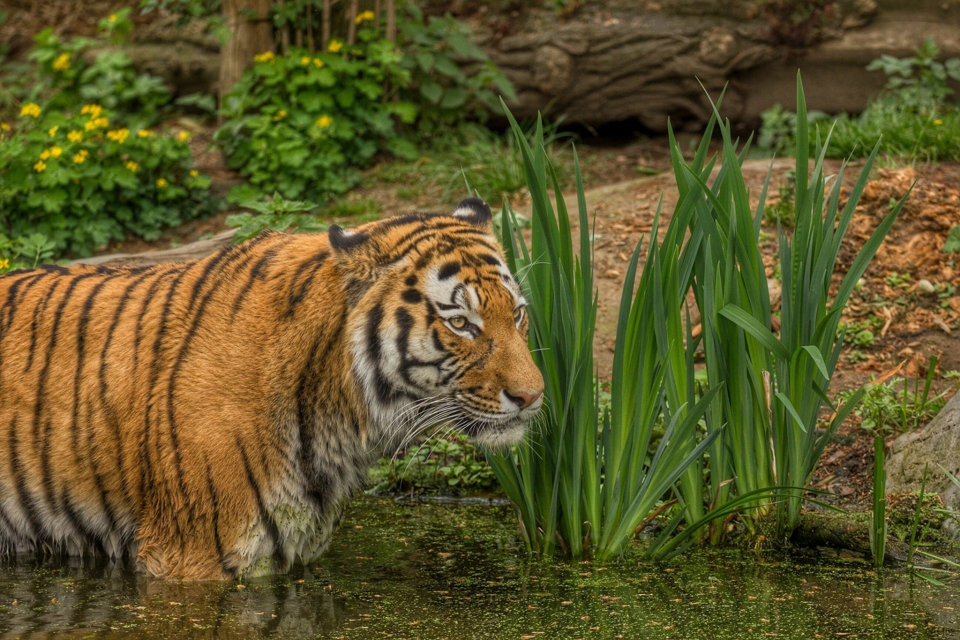 tigre gato salvaje depredador estanque baño