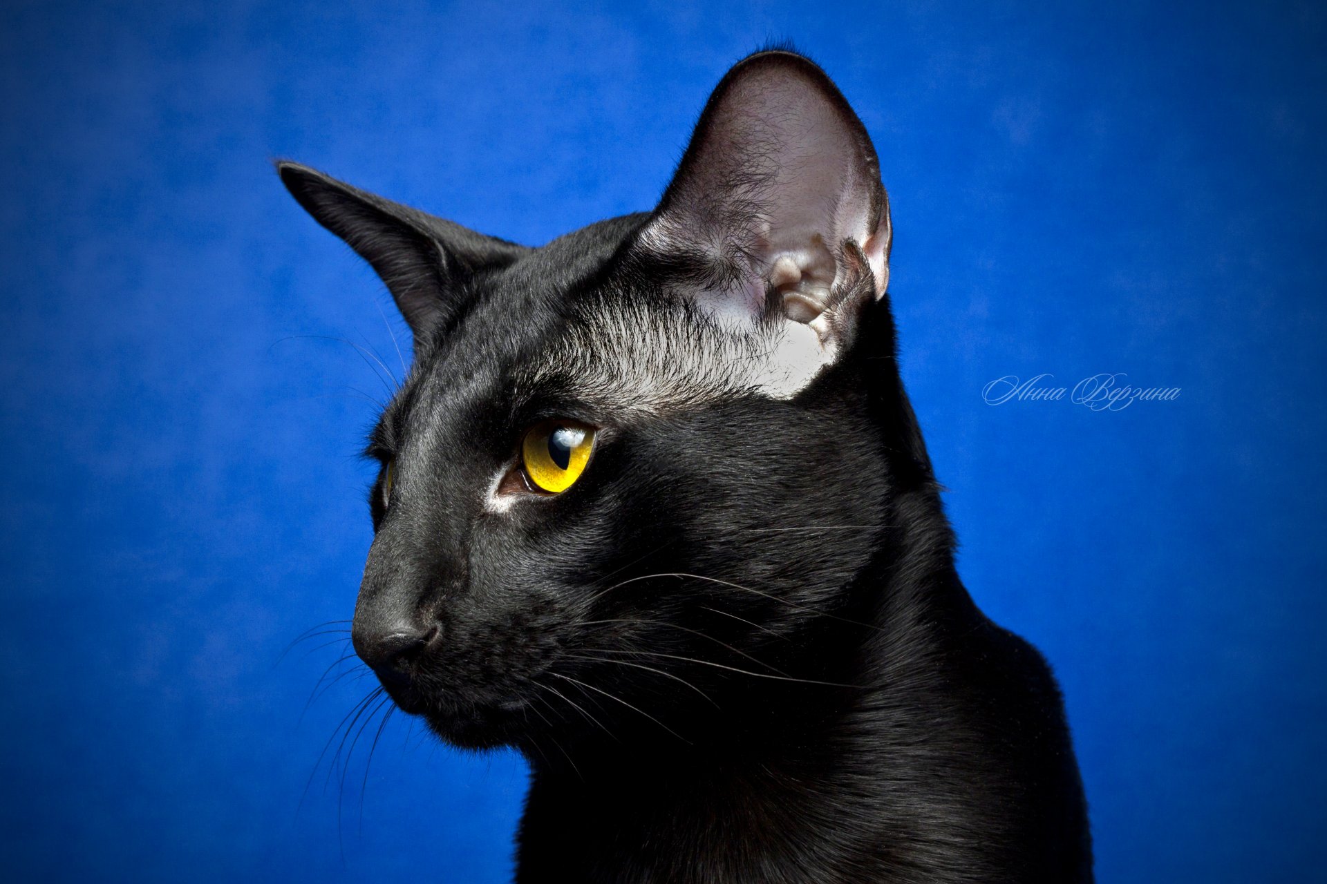 schwarze katze katze orient augen blick blauer hintergrund