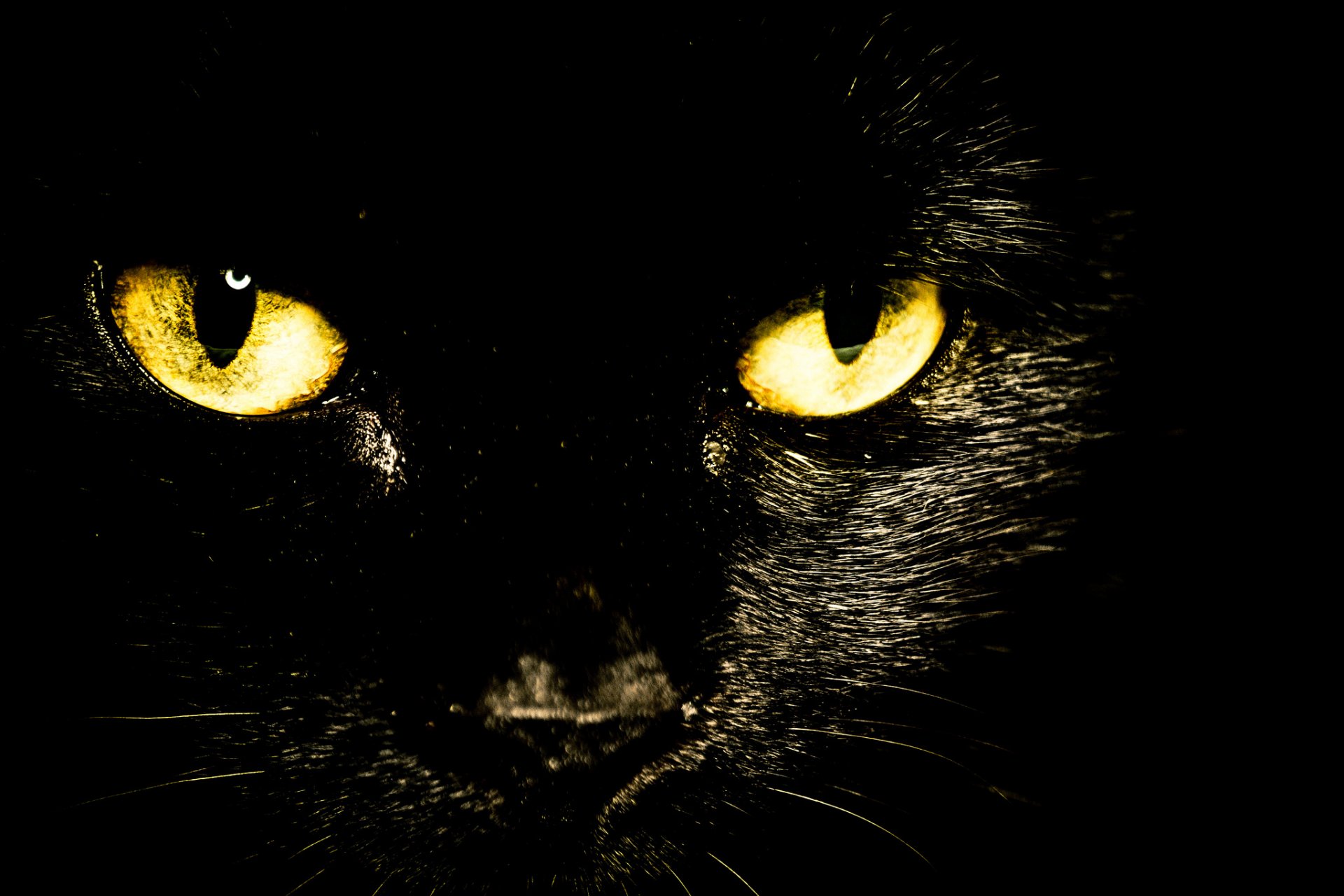 katze schwarz augen blick