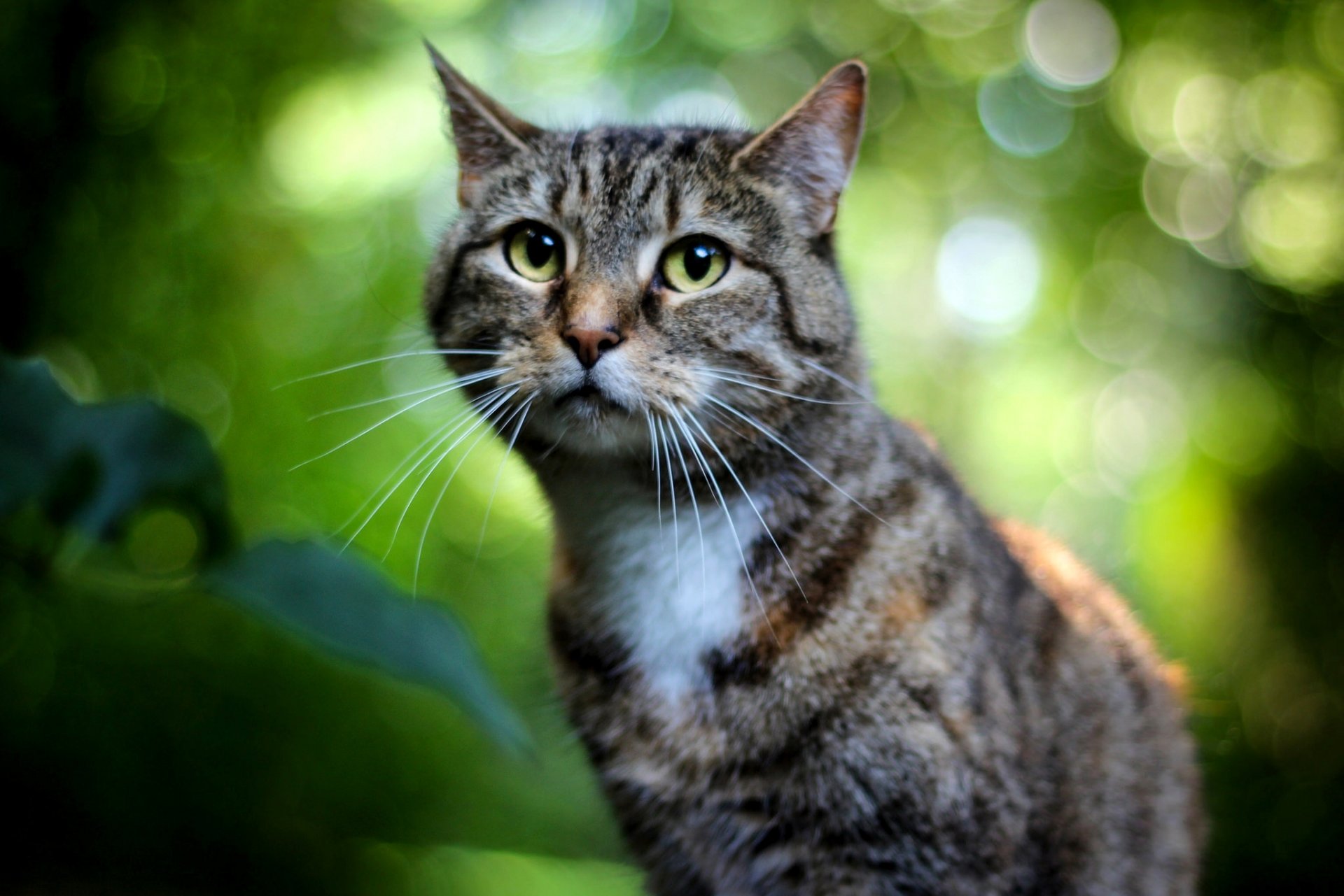 cat grey striped eyes green bokeh focus background