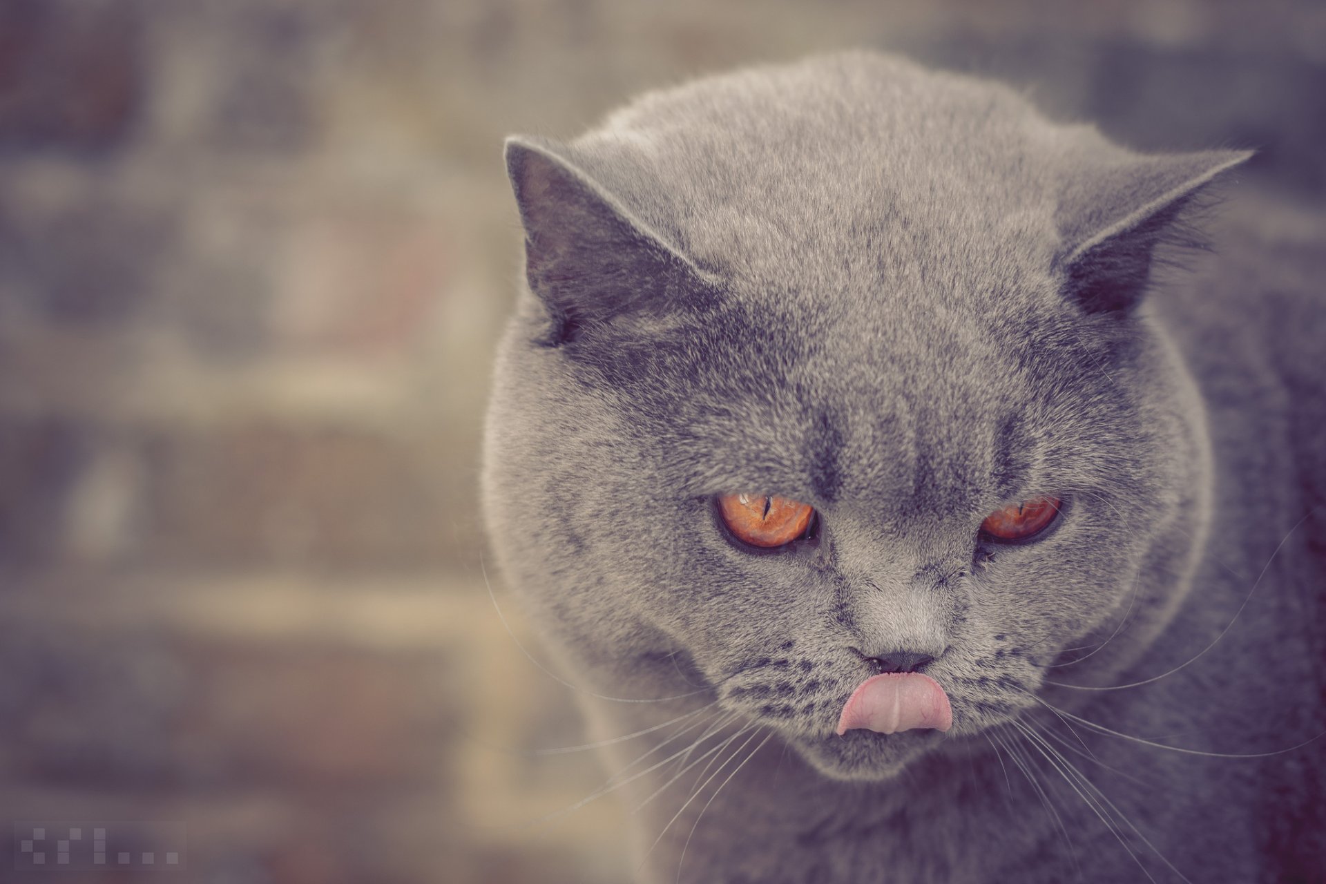 british shorthair museau langue portrait