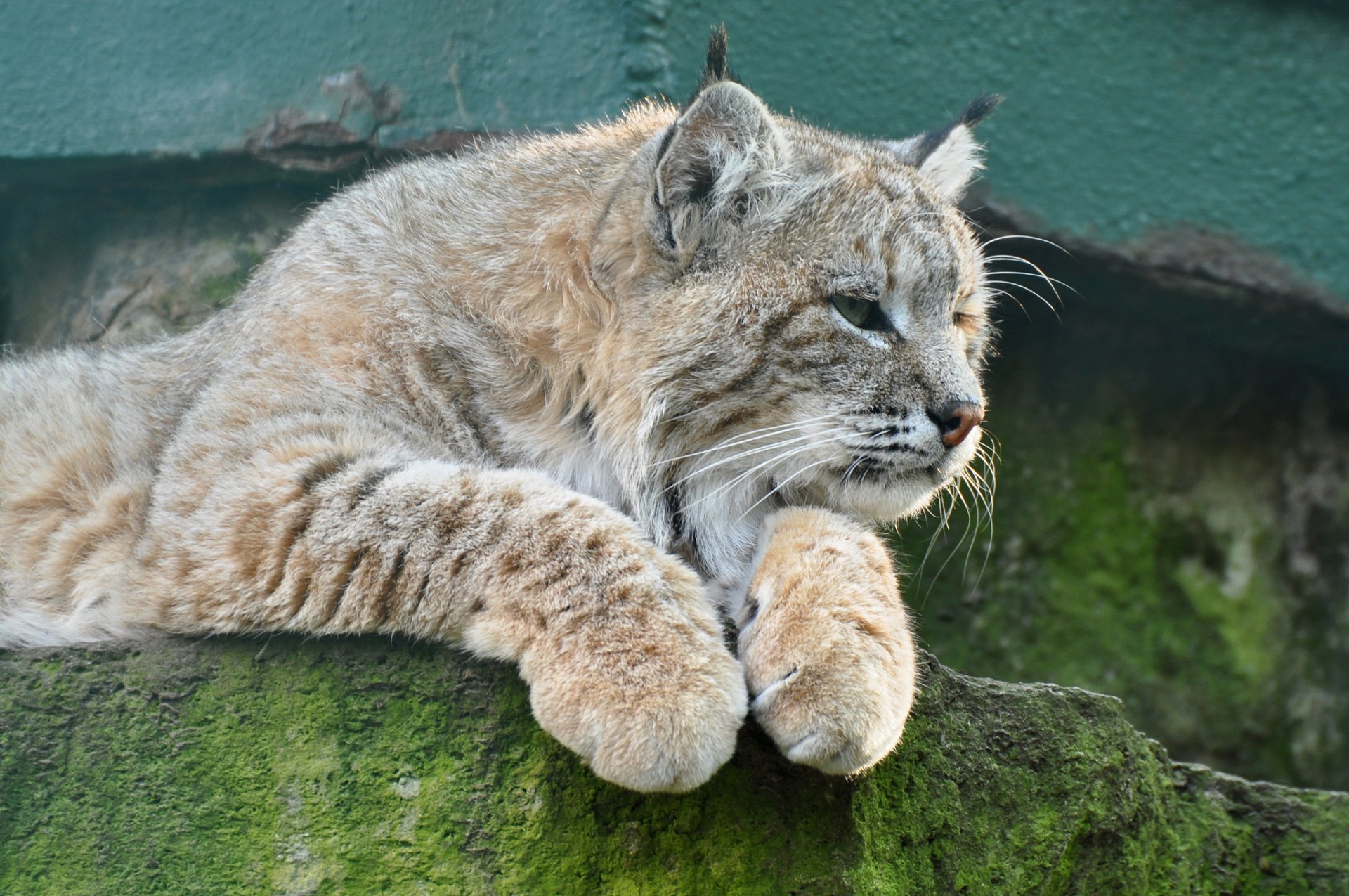 luchs katze stein blick ©tambako der jaguar