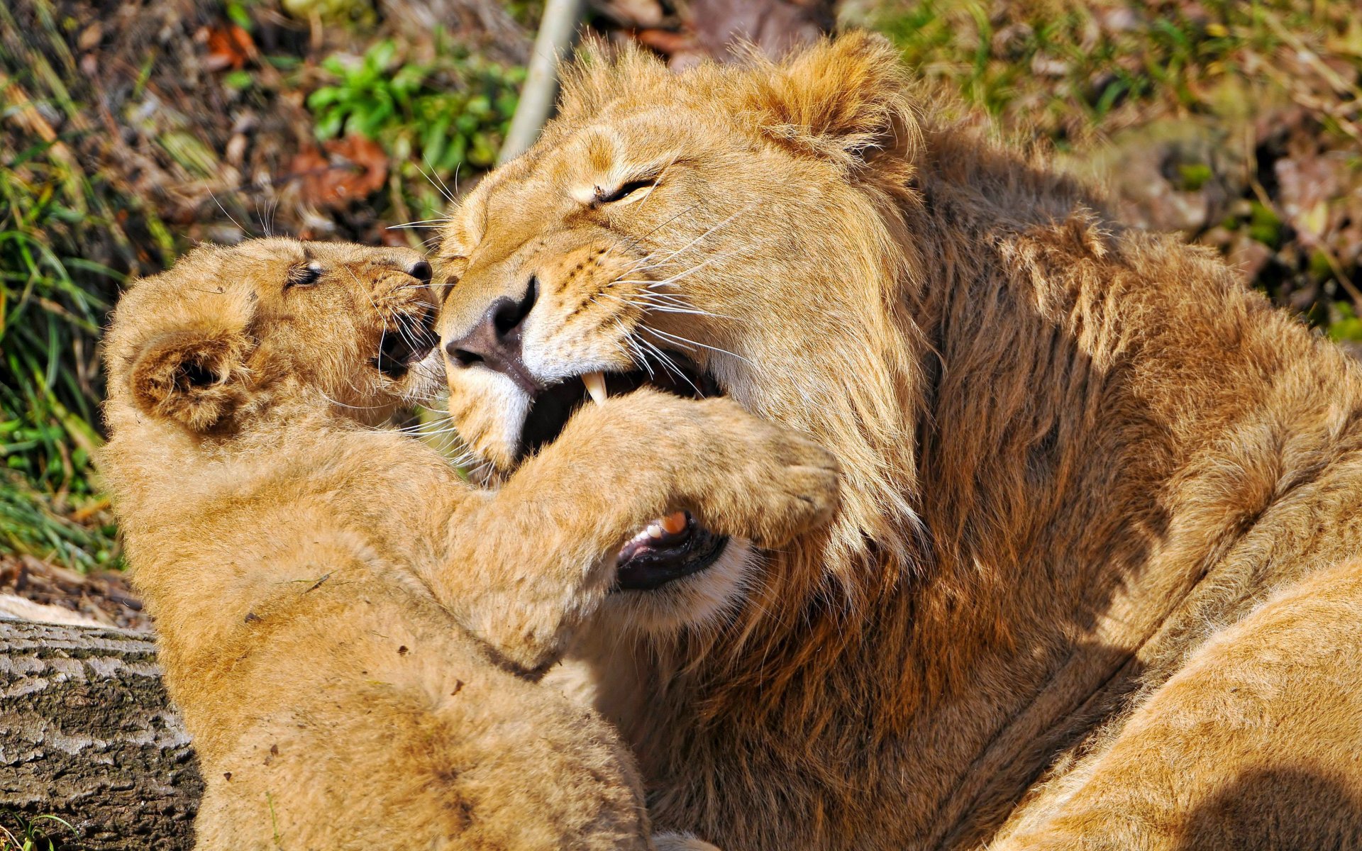 lions gueule crocs jeu progéniture