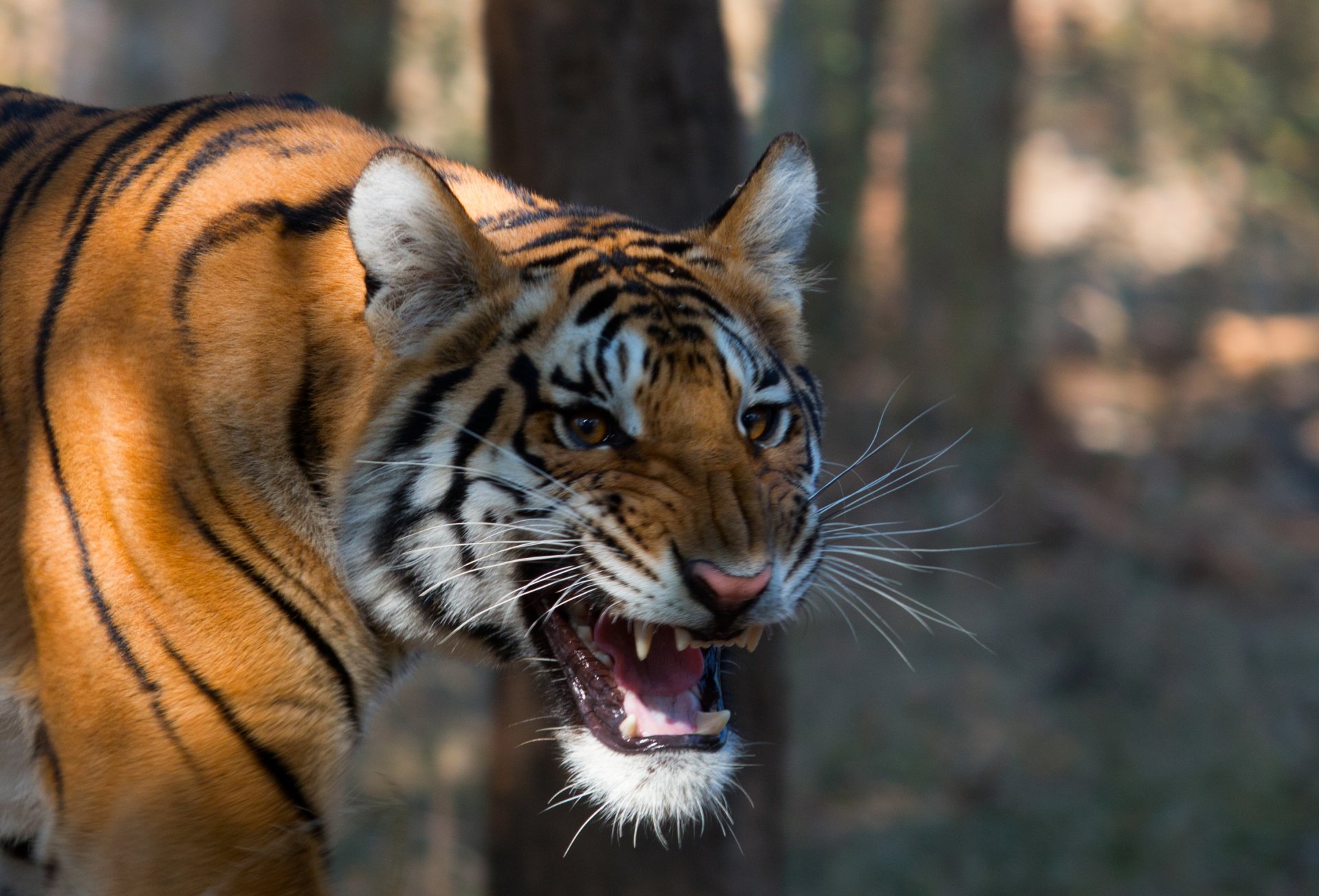 tigre del bengala natura sfondo