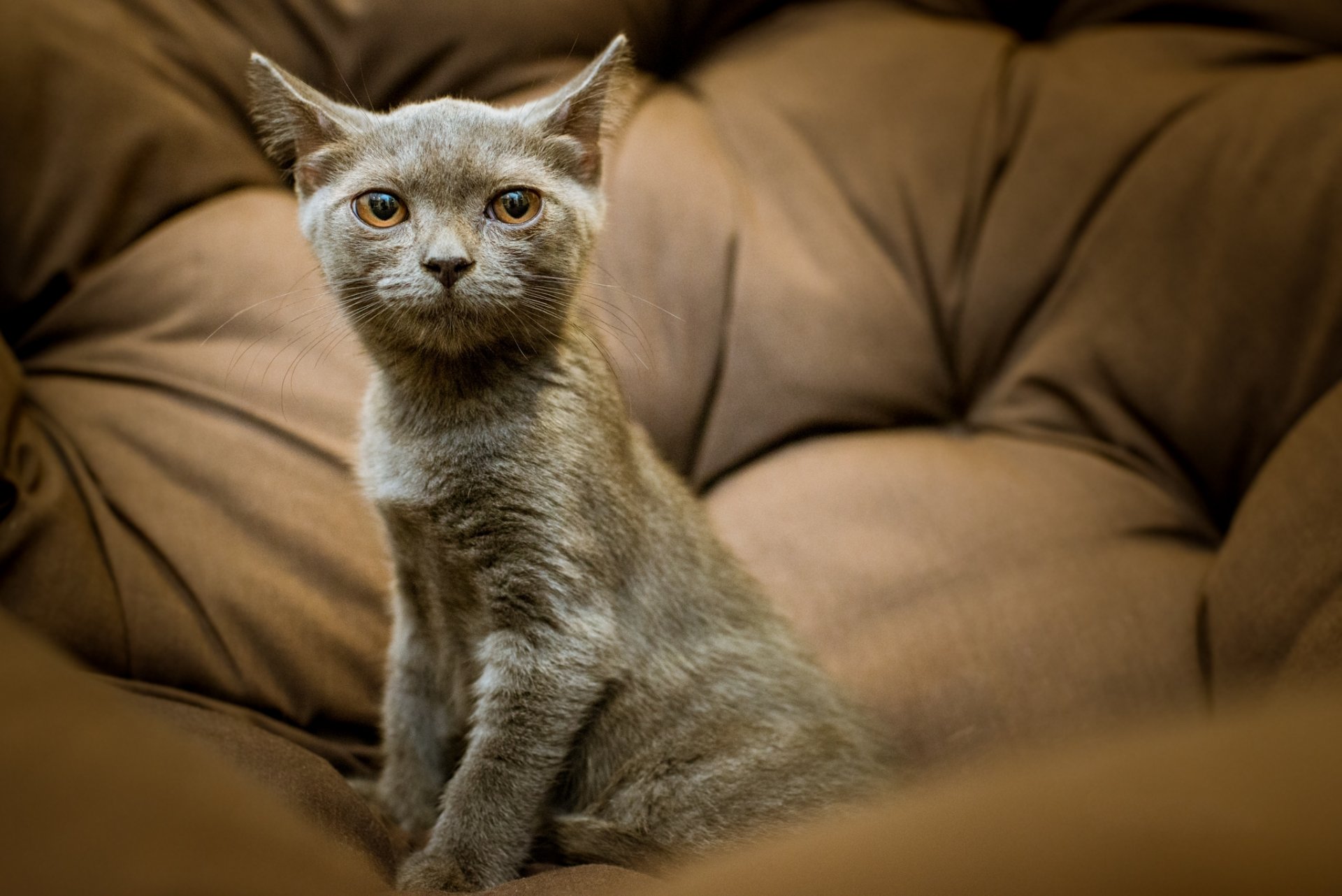 chat chaton gris vue portrait