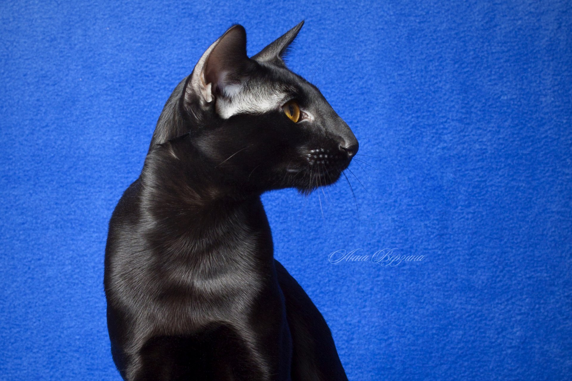 schwarze katze katze orient augen blick blauer hintergrund