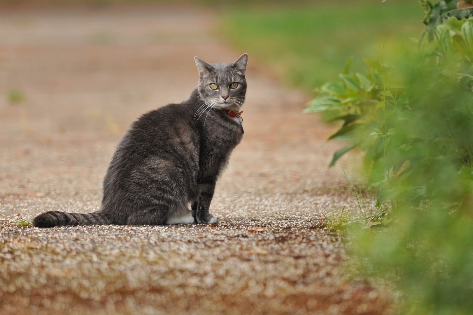 gehweg gras katze grau blick