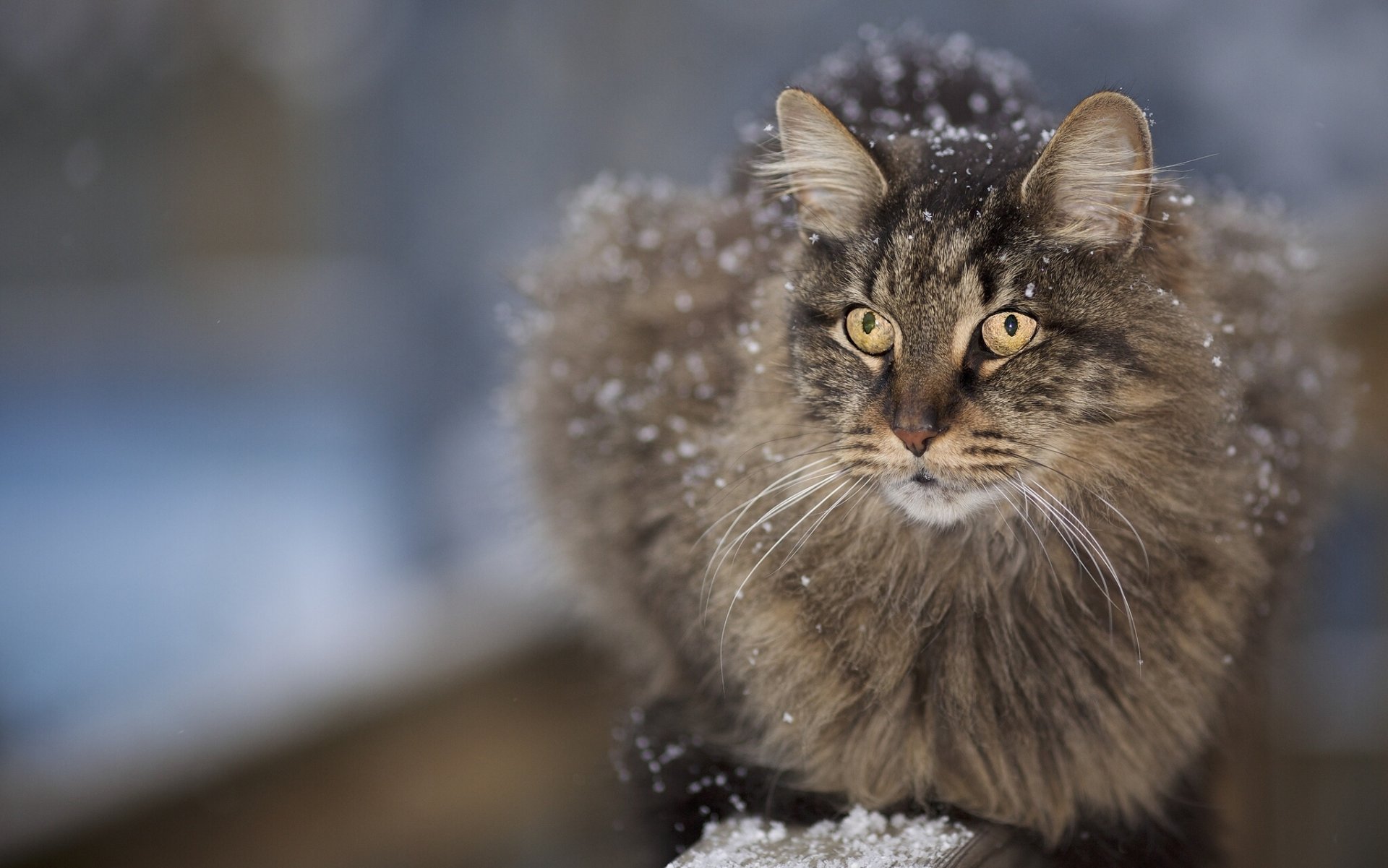 gatto peloso muso baffi neve