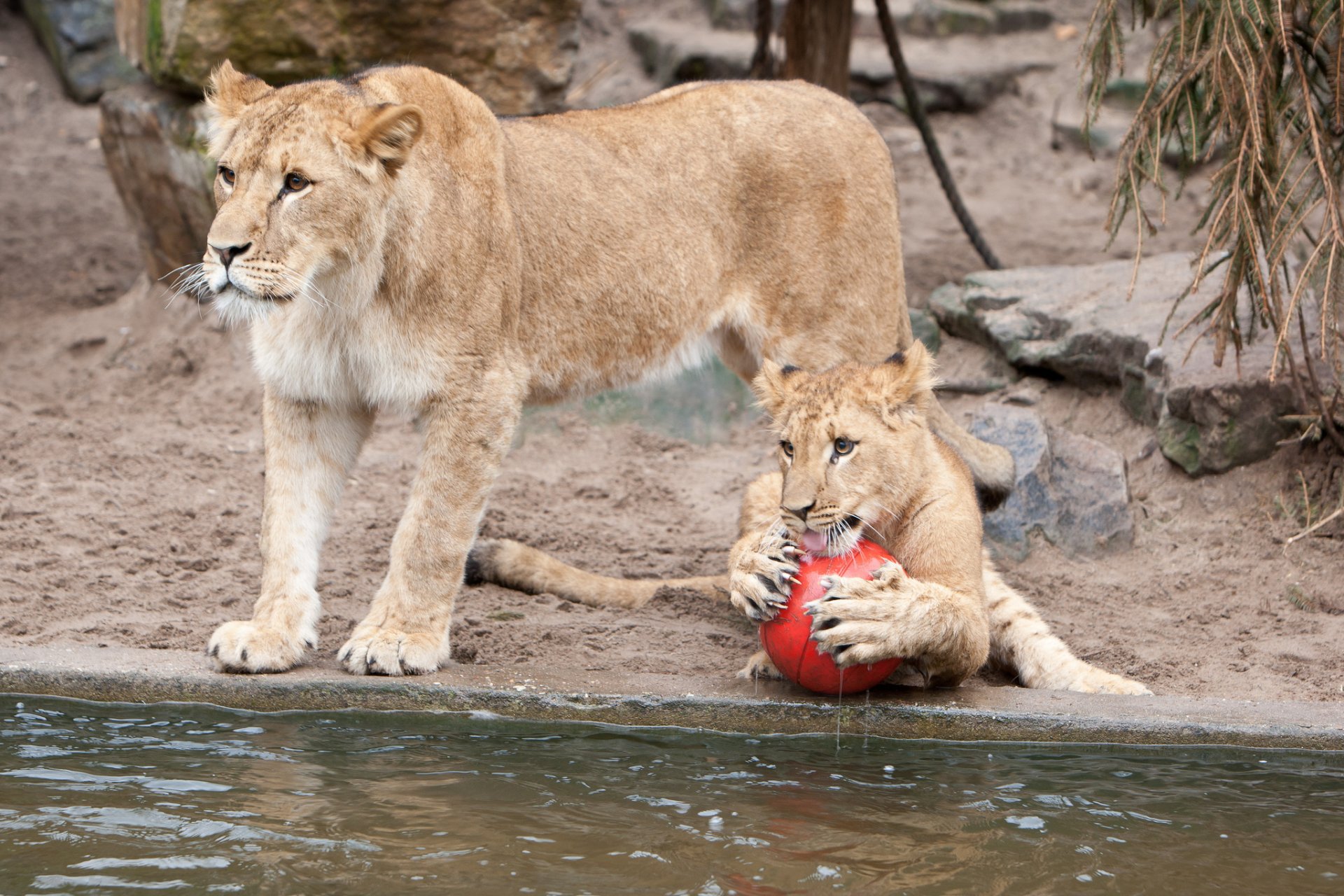 löwin löwen ball spiel krallen katzen