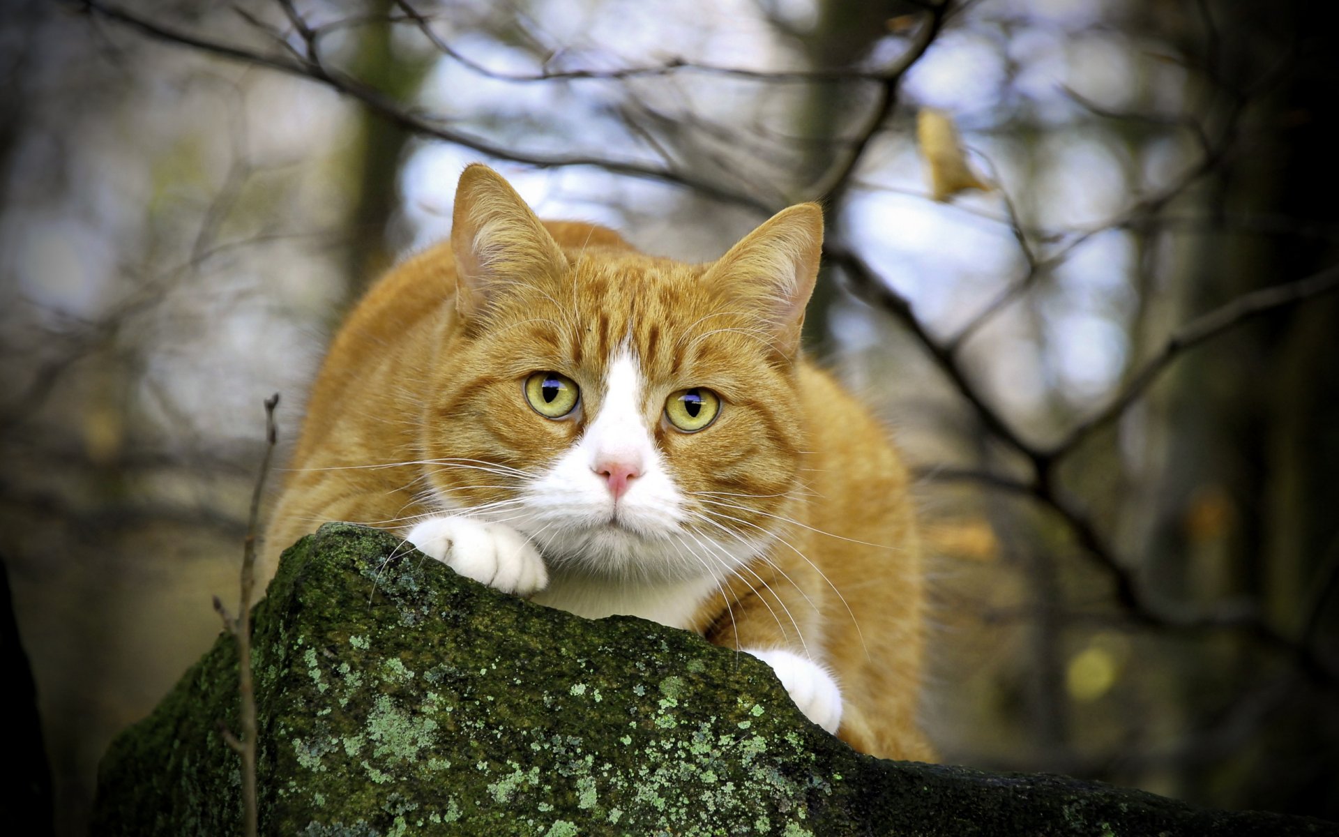 gato naturaleza ojos vista rama piedra