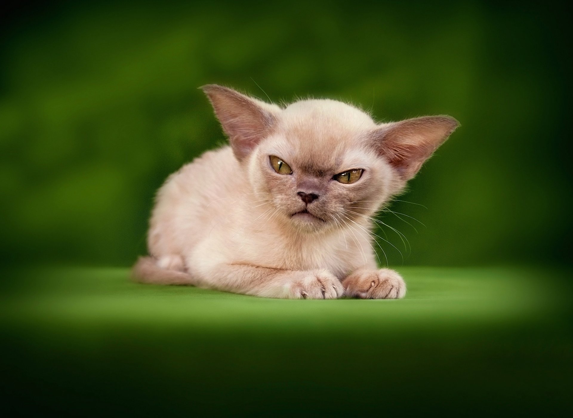 pequeño demonio enojado gato