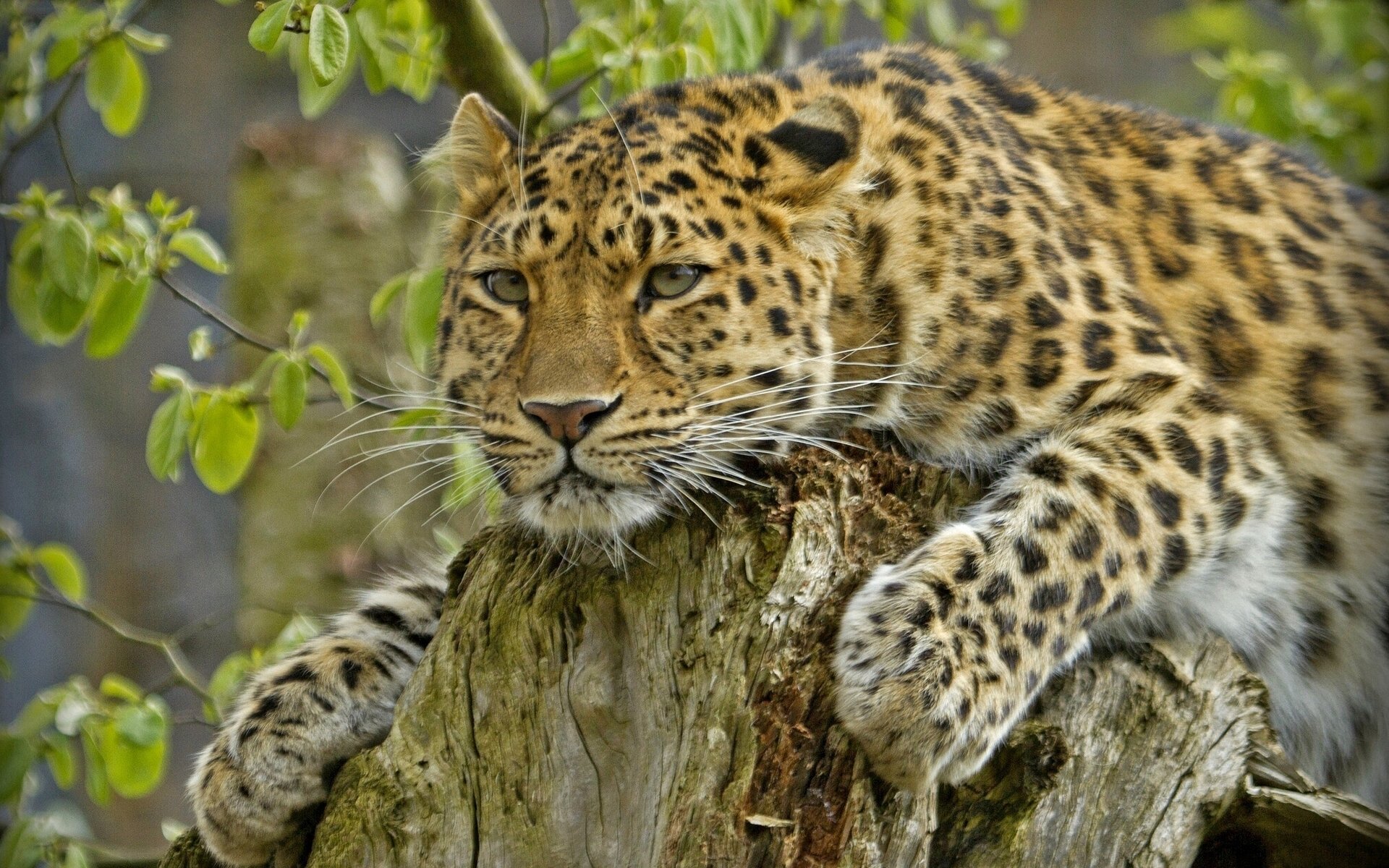 amur leopard handsome predator stump