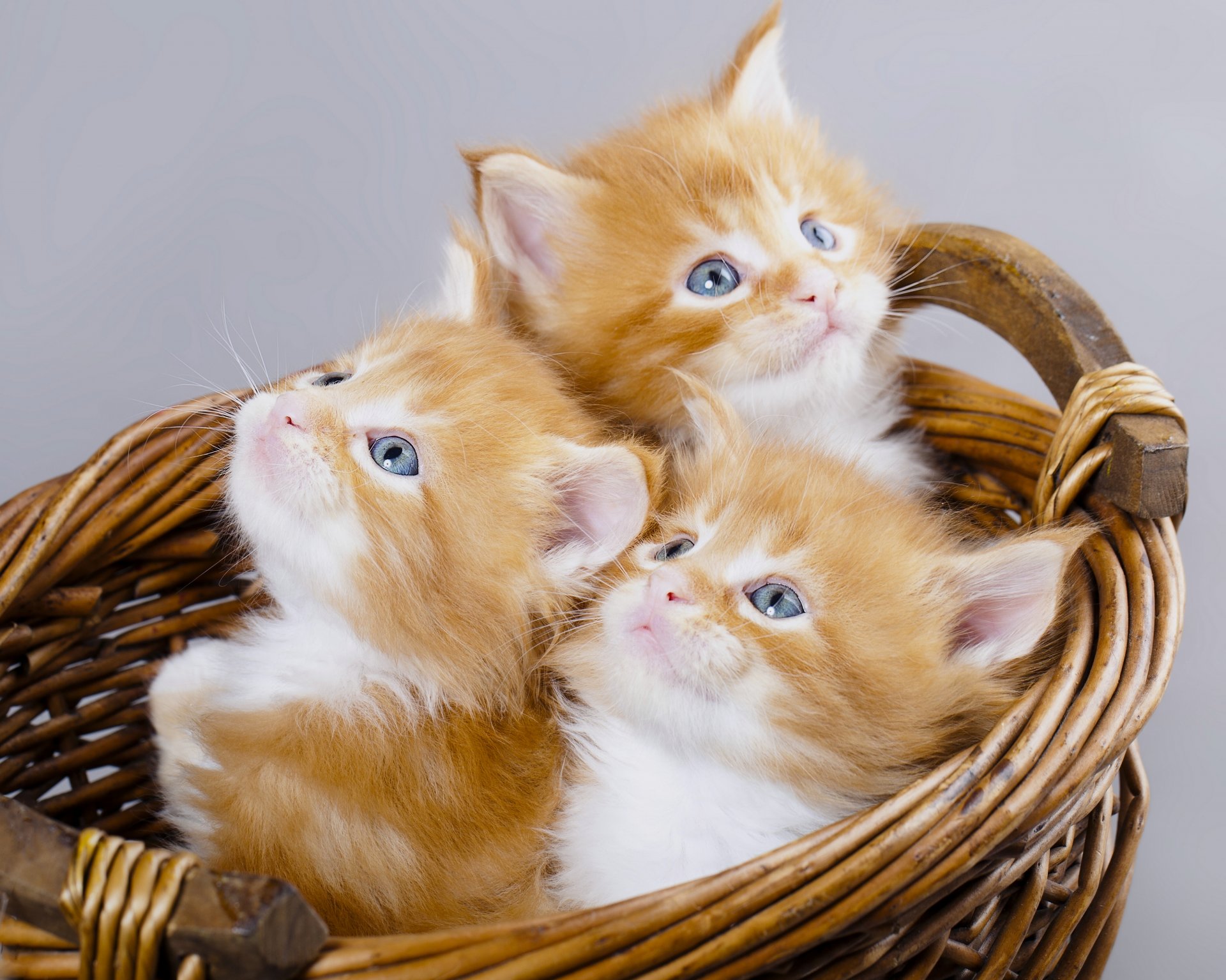 maine coon gatitos pelirrojas ojos azules trío trinidad cesta