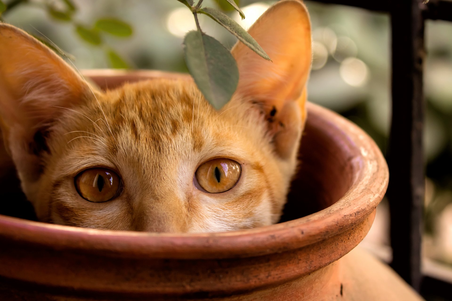 gatto gattino fa capolino pentola rossa ramo