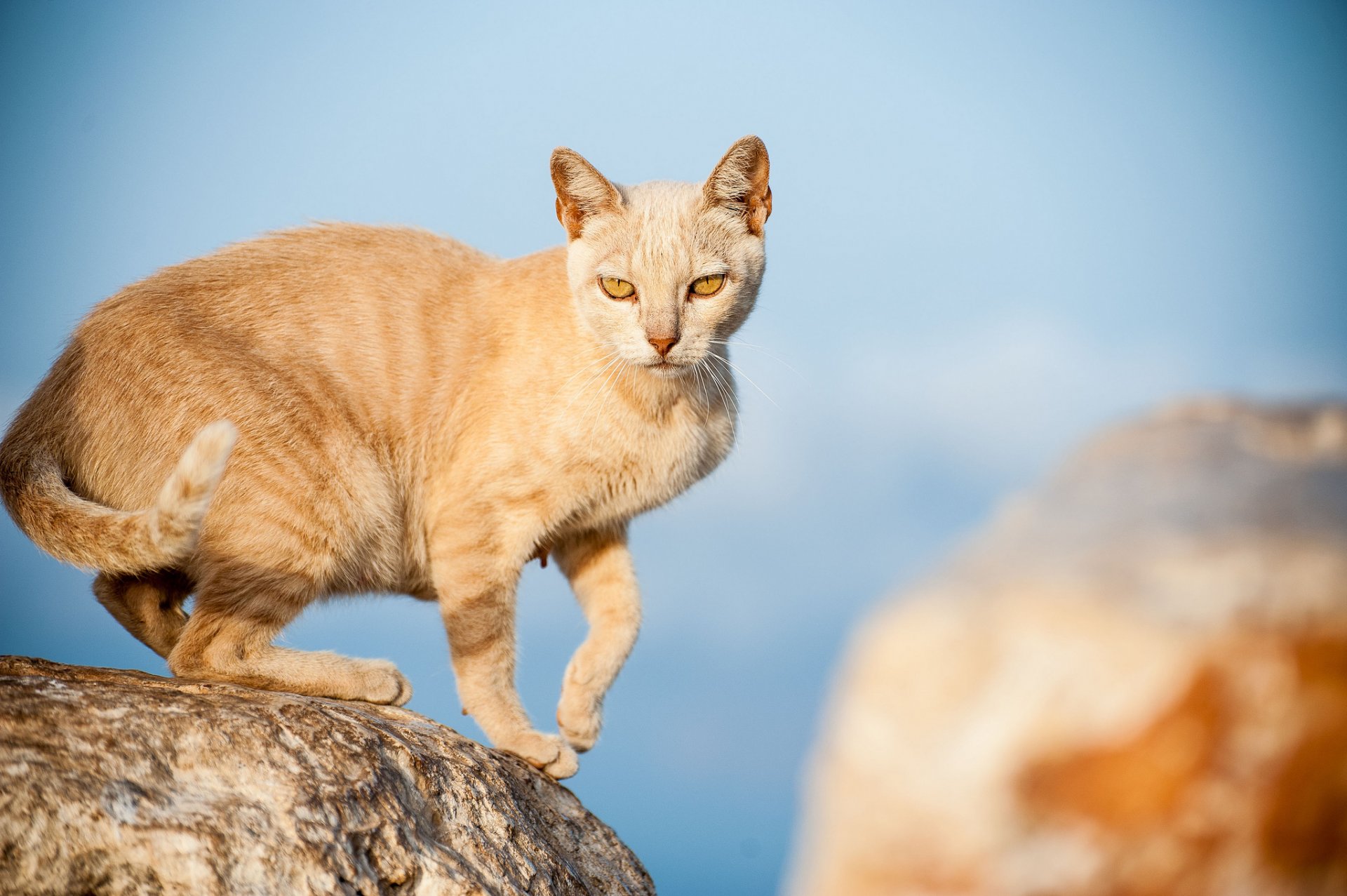 pierres chat rousse regard