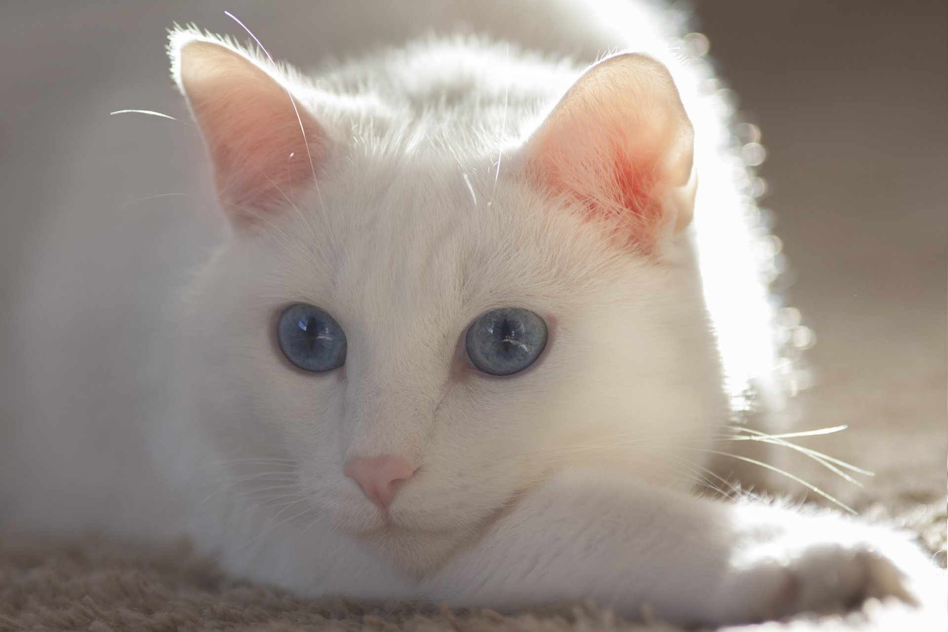 cat cat white eyes mustache