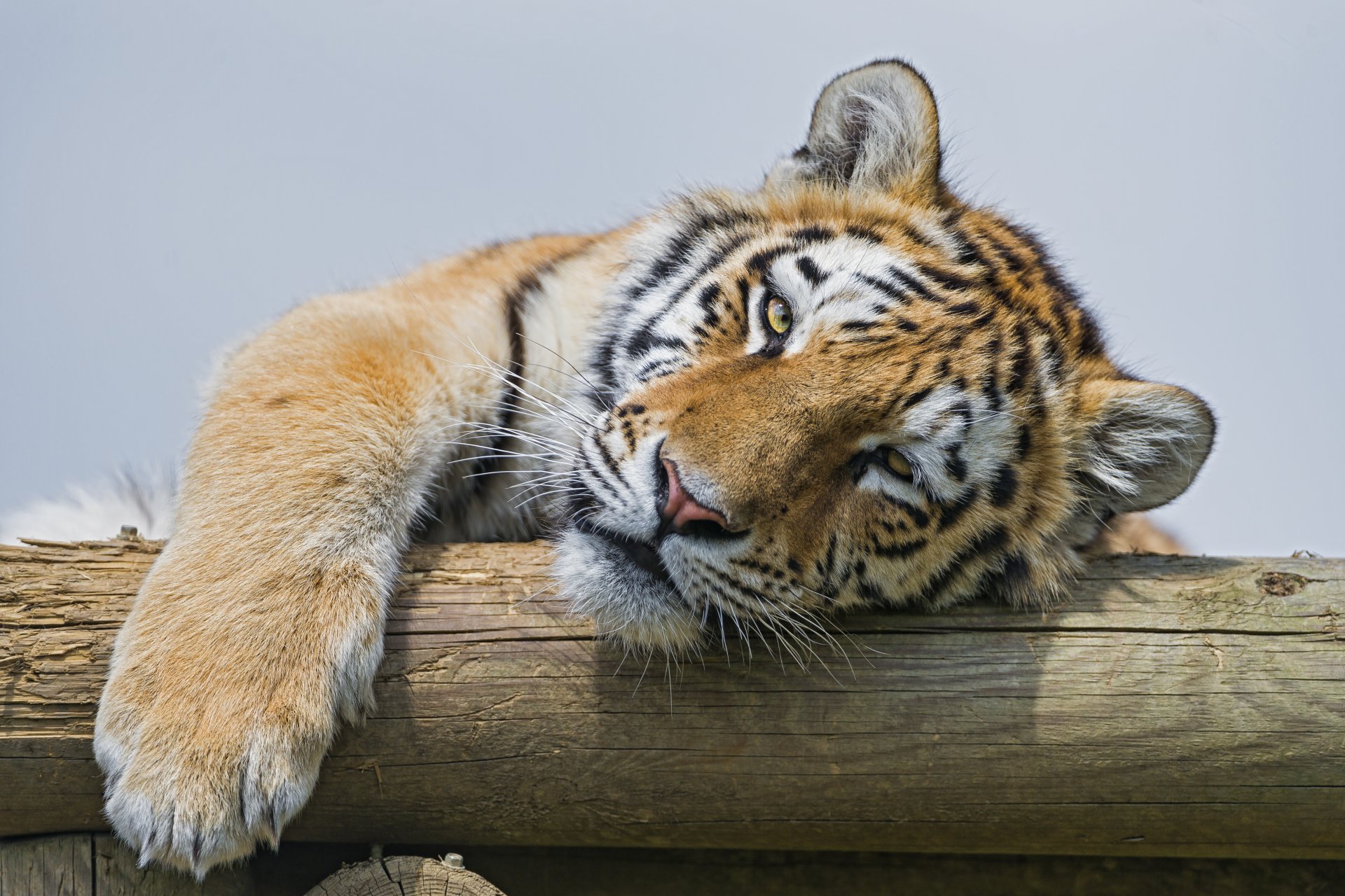 амурский тигр кошка морда взгляд ©tambako the jaguar