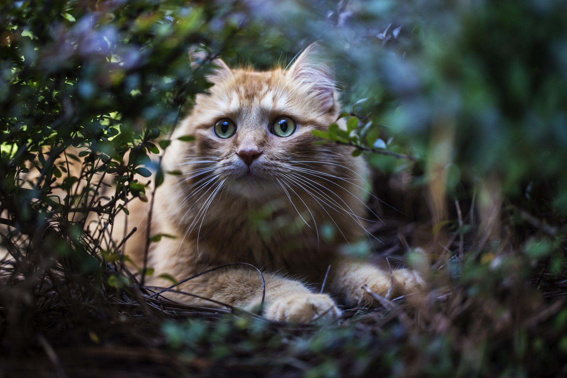 gras büsche katze rot blick