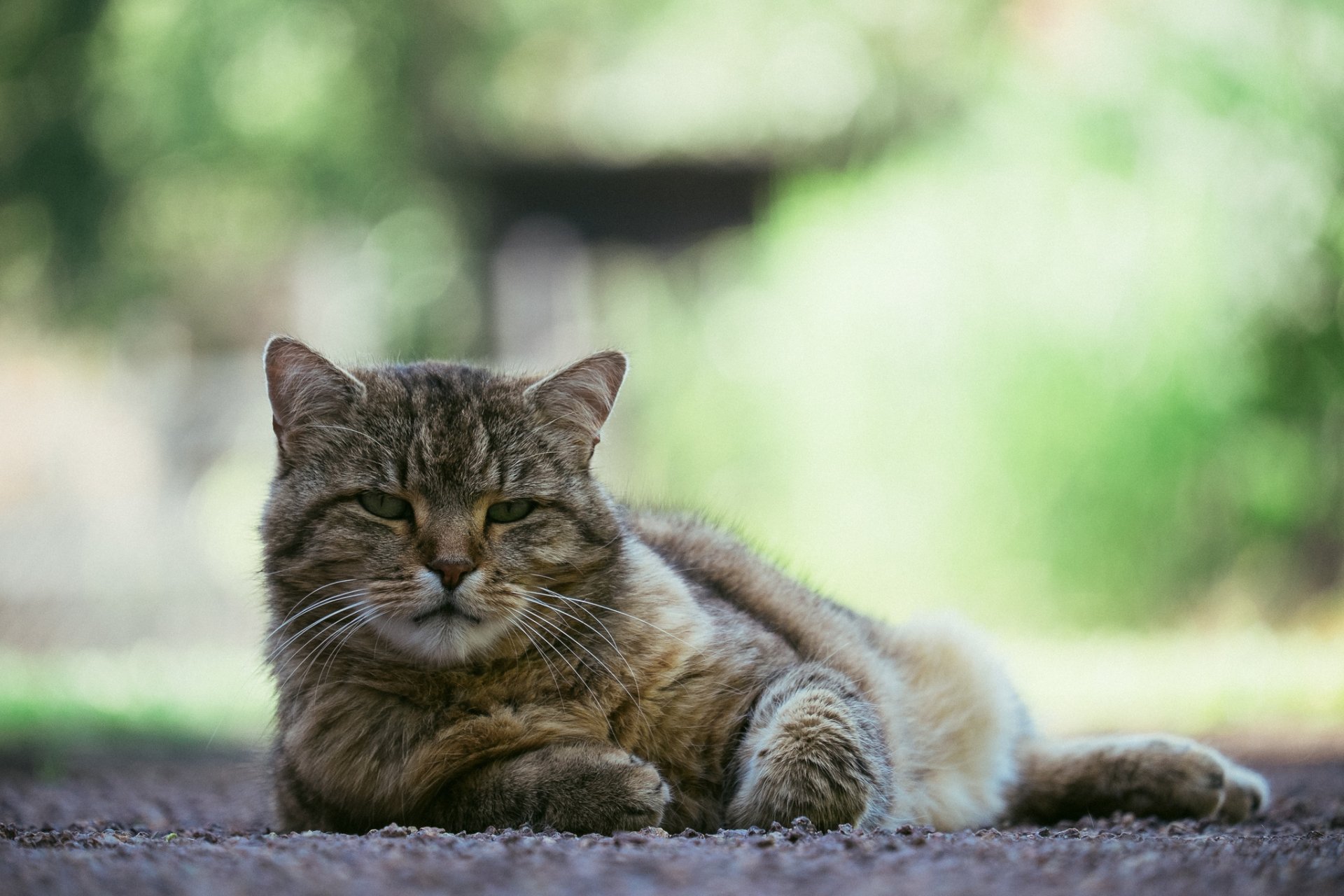 chat chat vue yeux fond