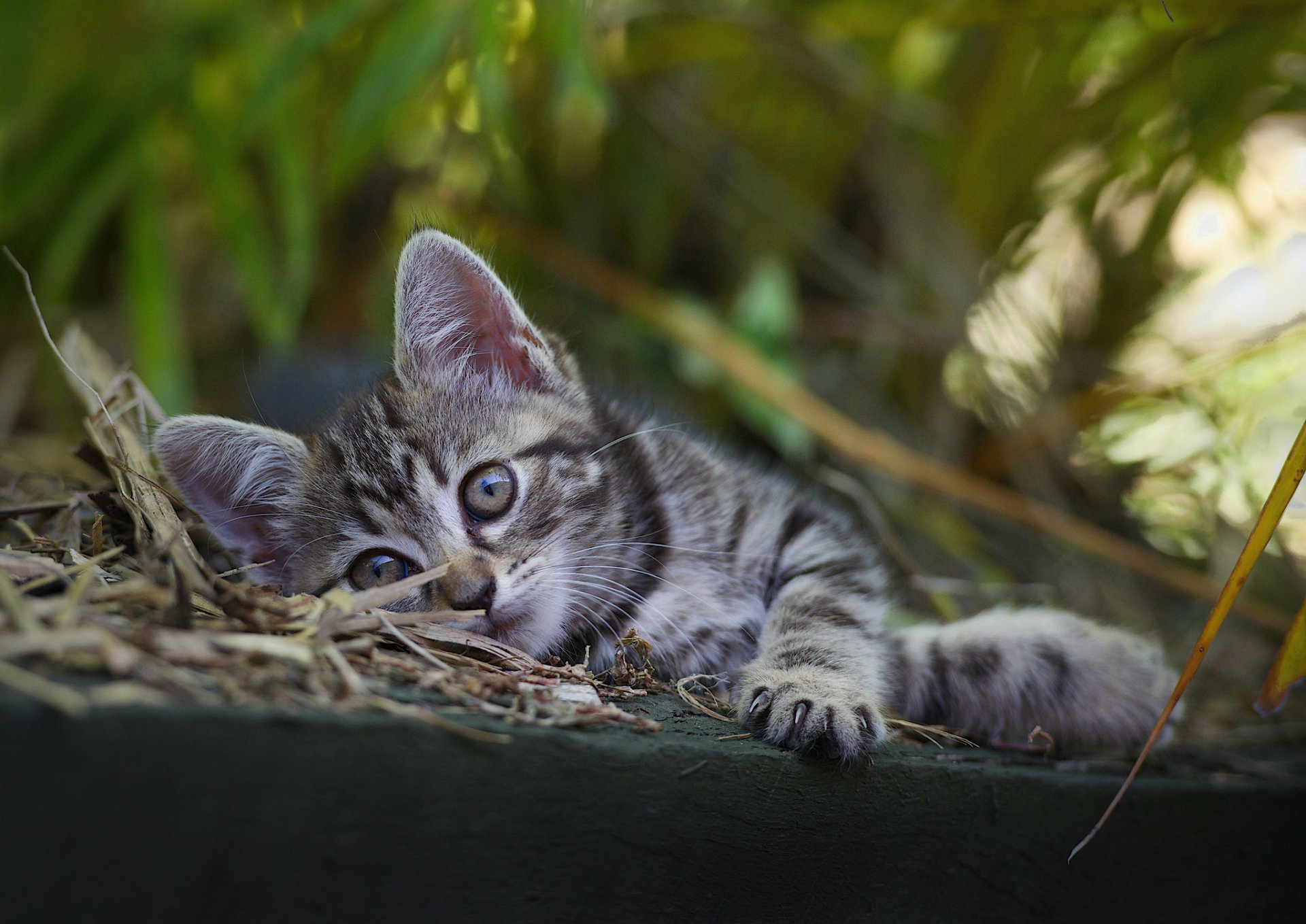 kitten babe grey sport