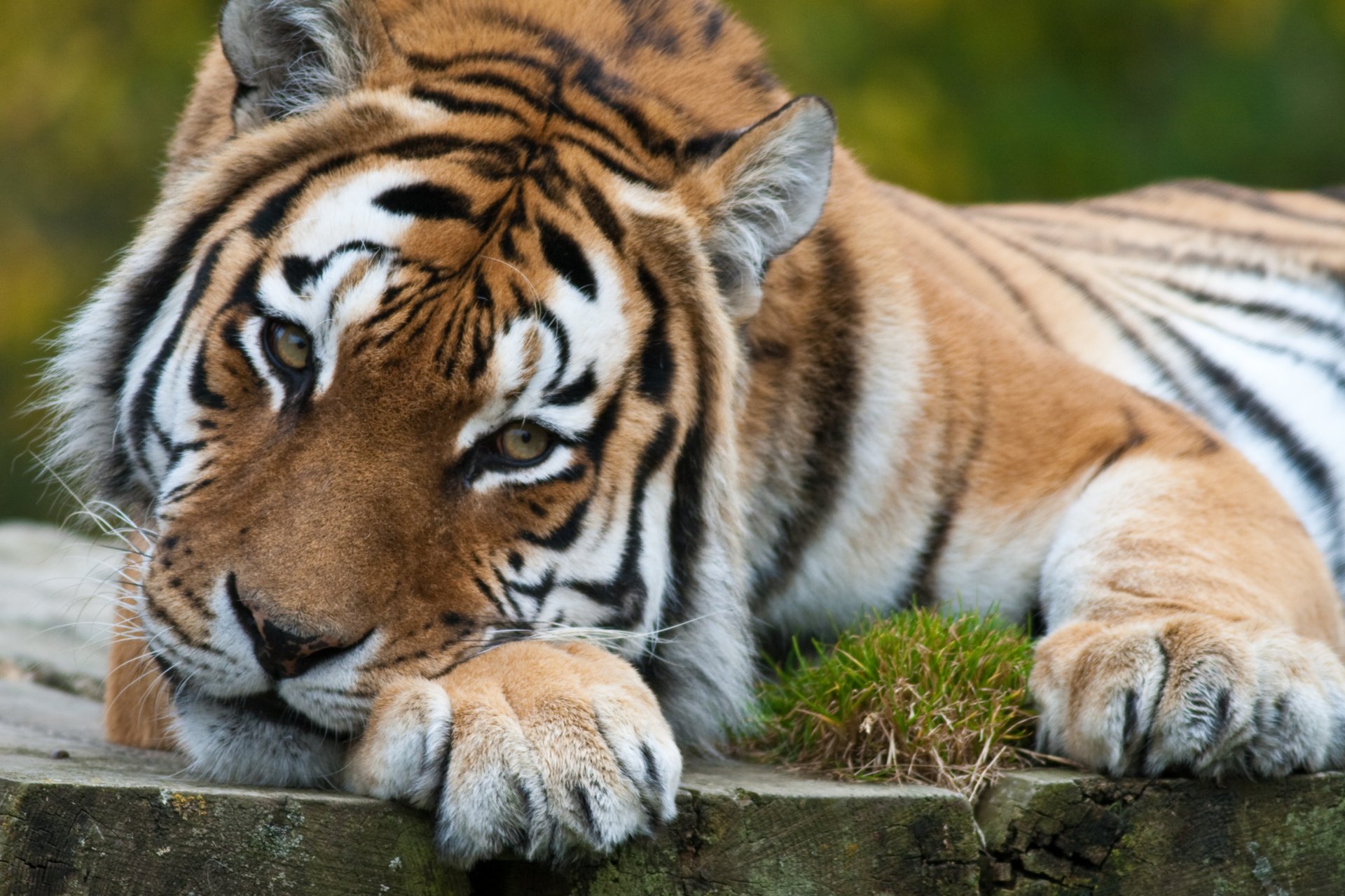 tigre gato mirada melancolía depredador