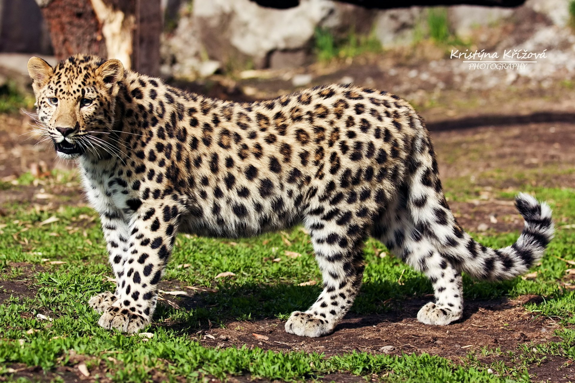 leopard fernöstlich raubtier profil blick