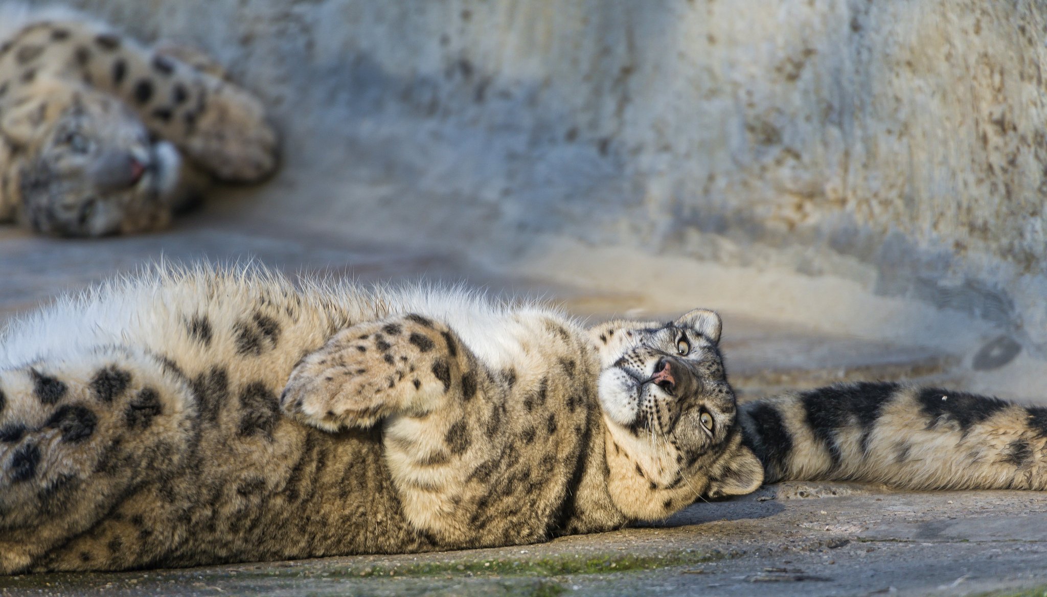 leopardo delle nevi irbis gatto coda ©tambako the jaguar