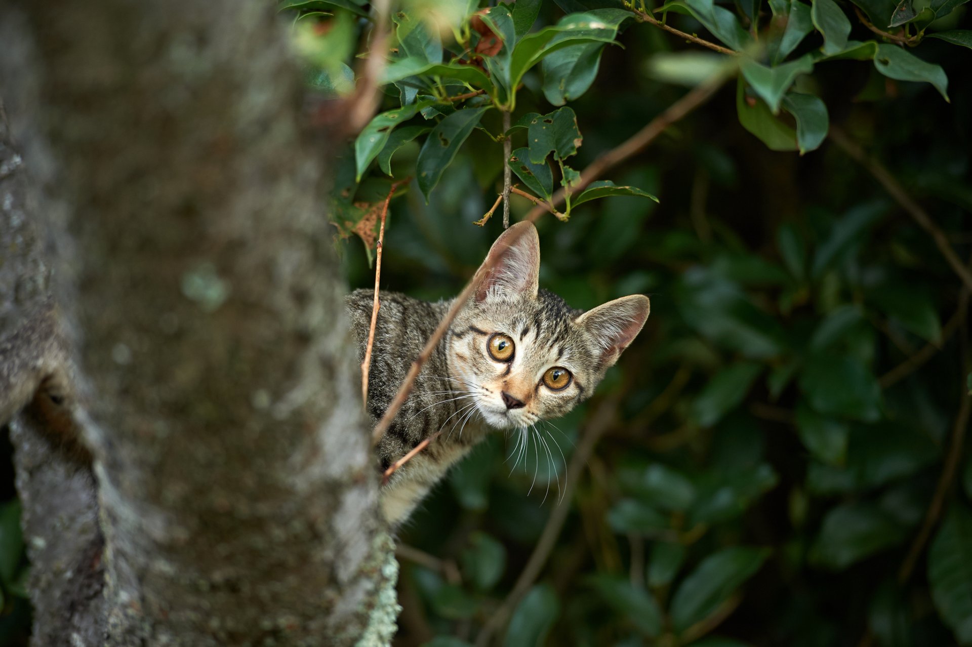 chat chaton arbre furtivement branches