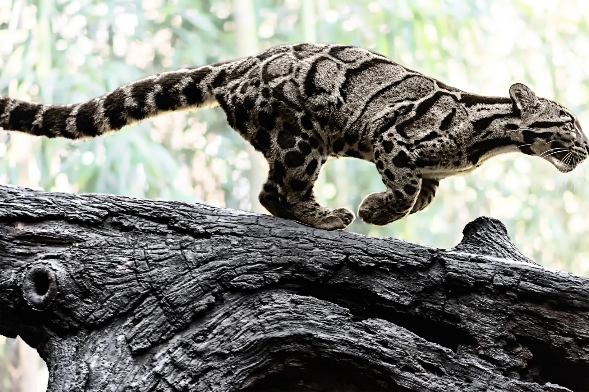 leopardo ahumado gato salvaje color depredador naturaleza tronco