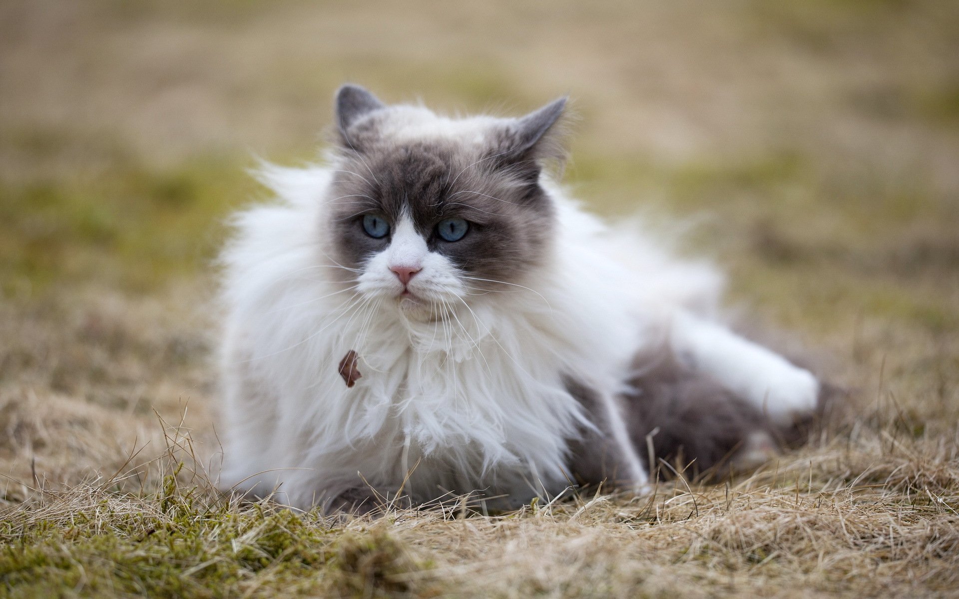 gato mirada naturaleza